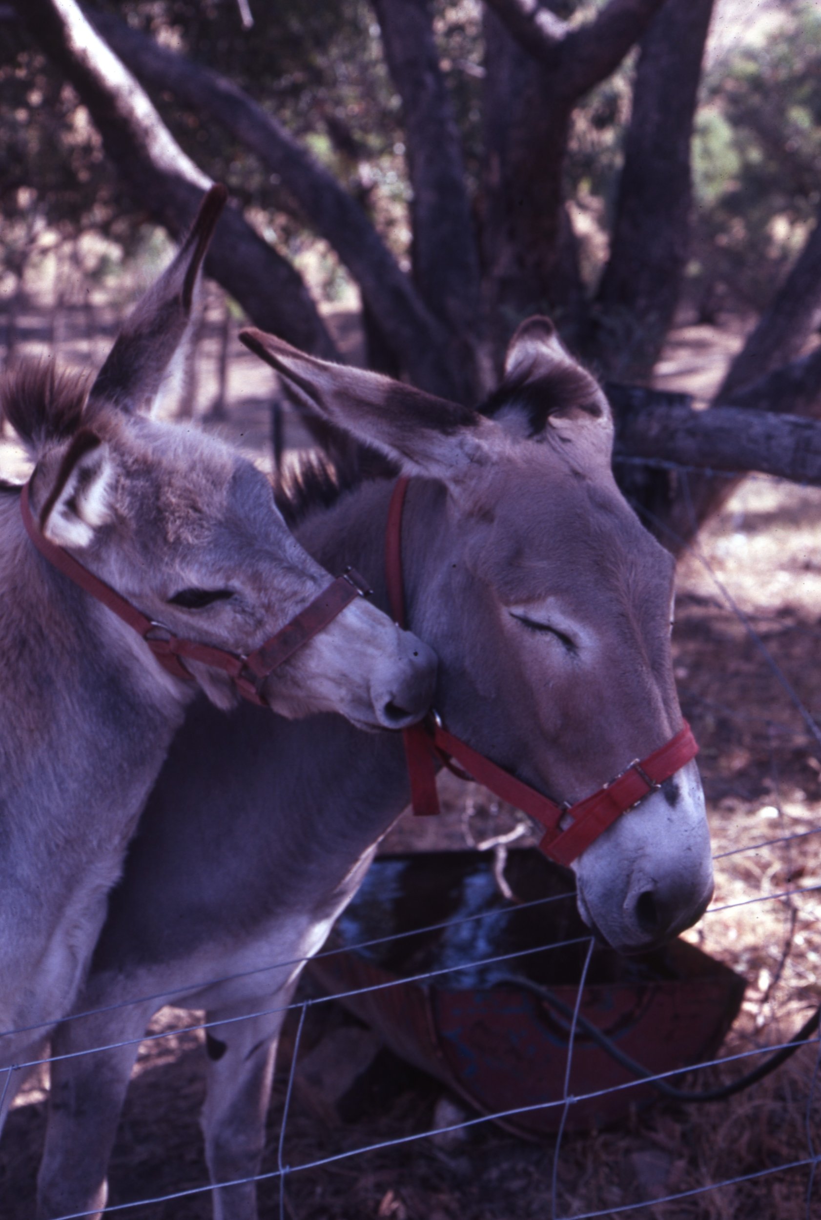 Ireland Slides From Melbourne 040 P O Brains Donkey