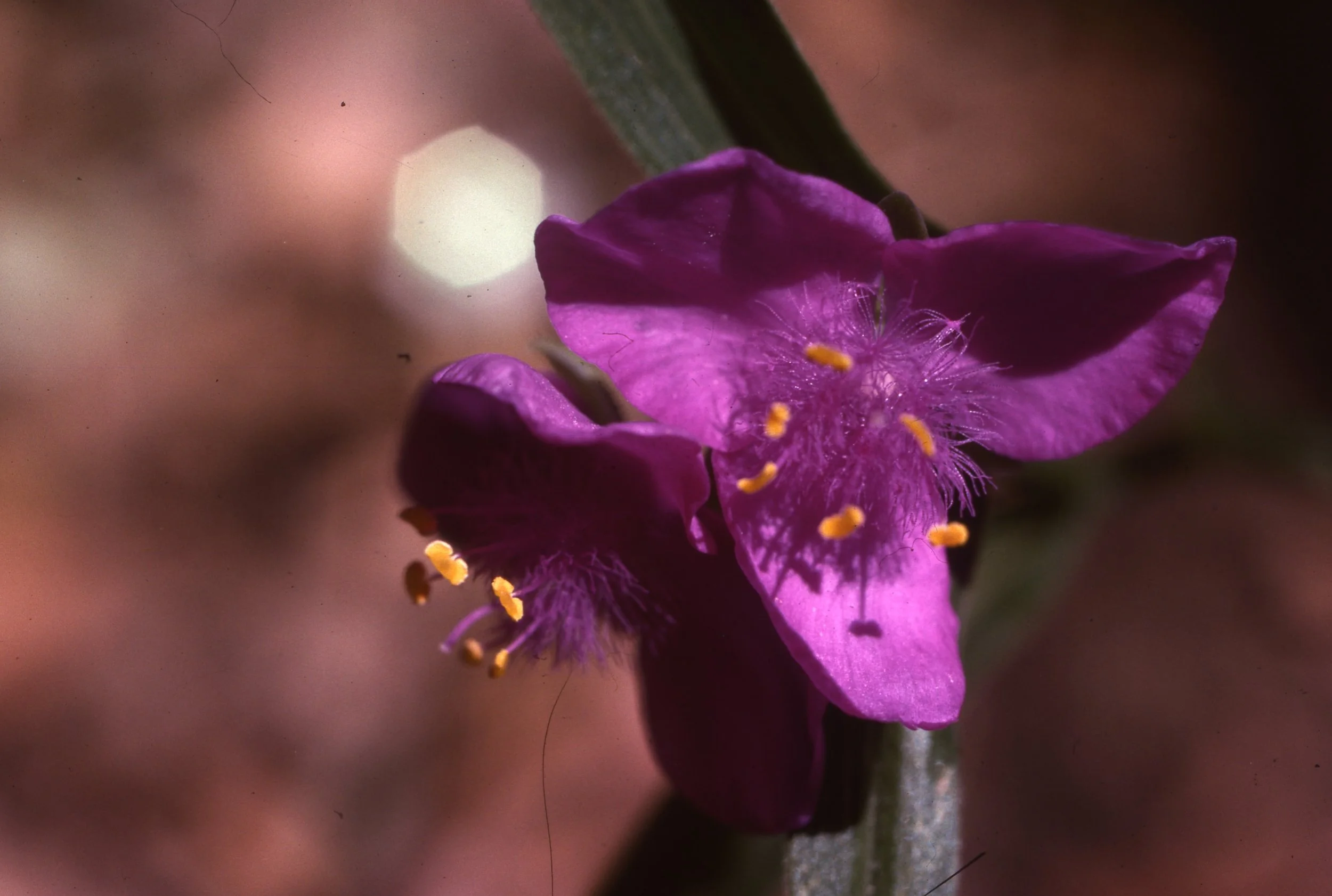 Ireland Slides From Melbourne 035
