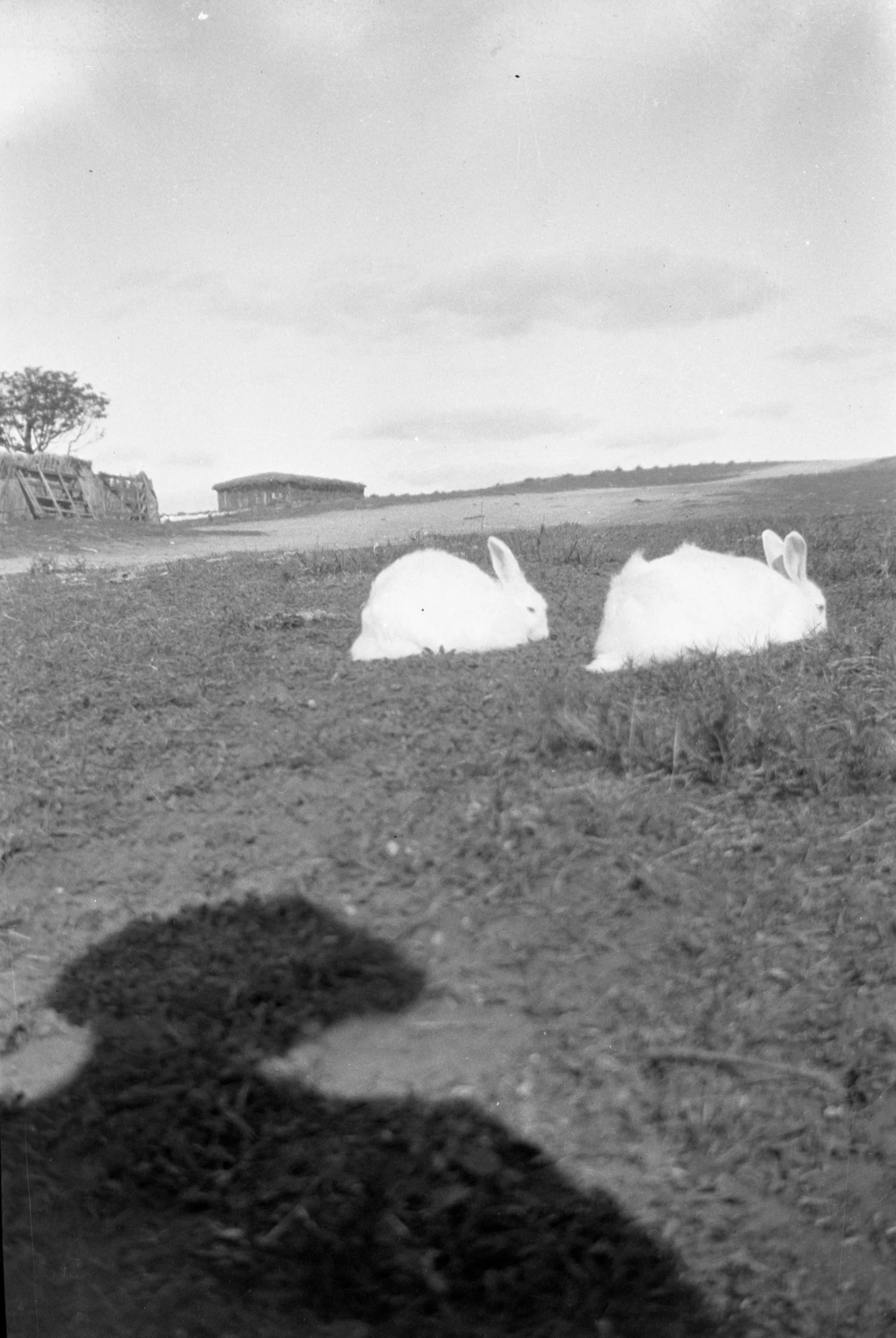 Eileen Jean Fenn August 1934 036