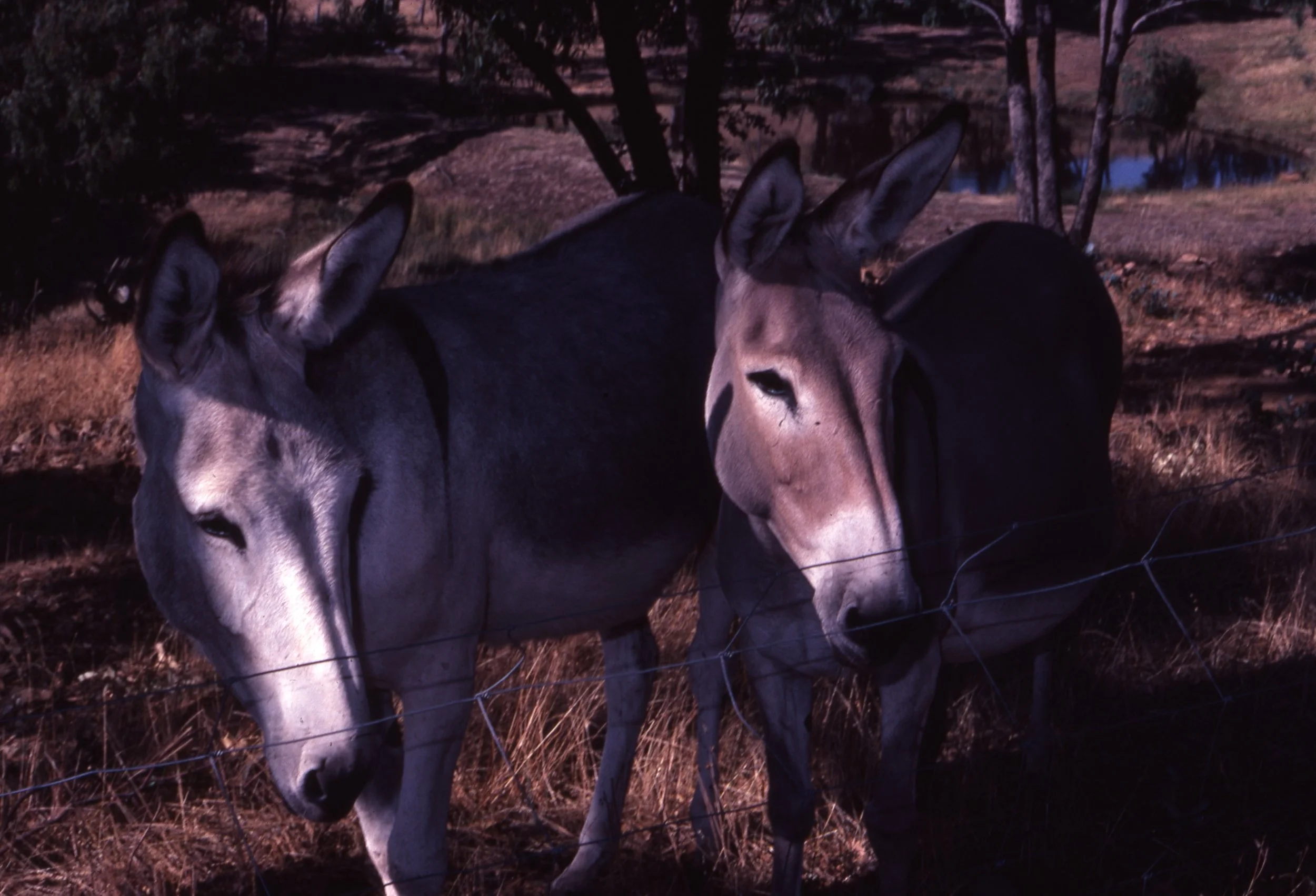 Ireland Slides From Melbourne 020 All EarsCCC P O Brian