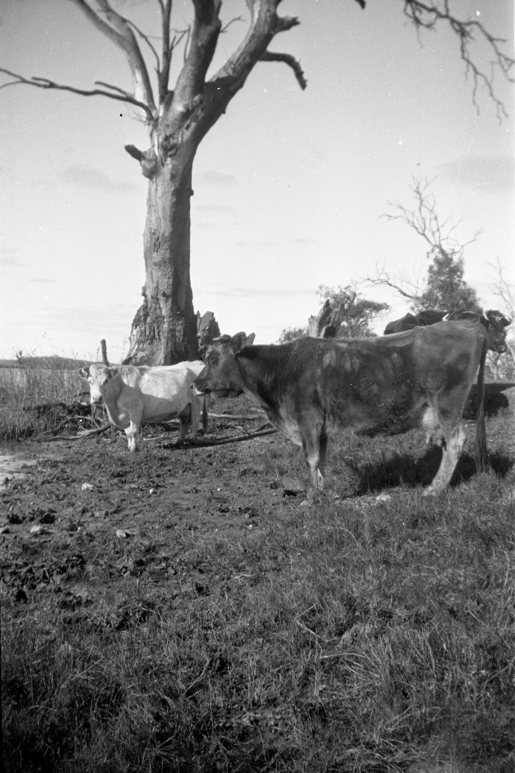 Eileen Jean Fenn August 1934 035