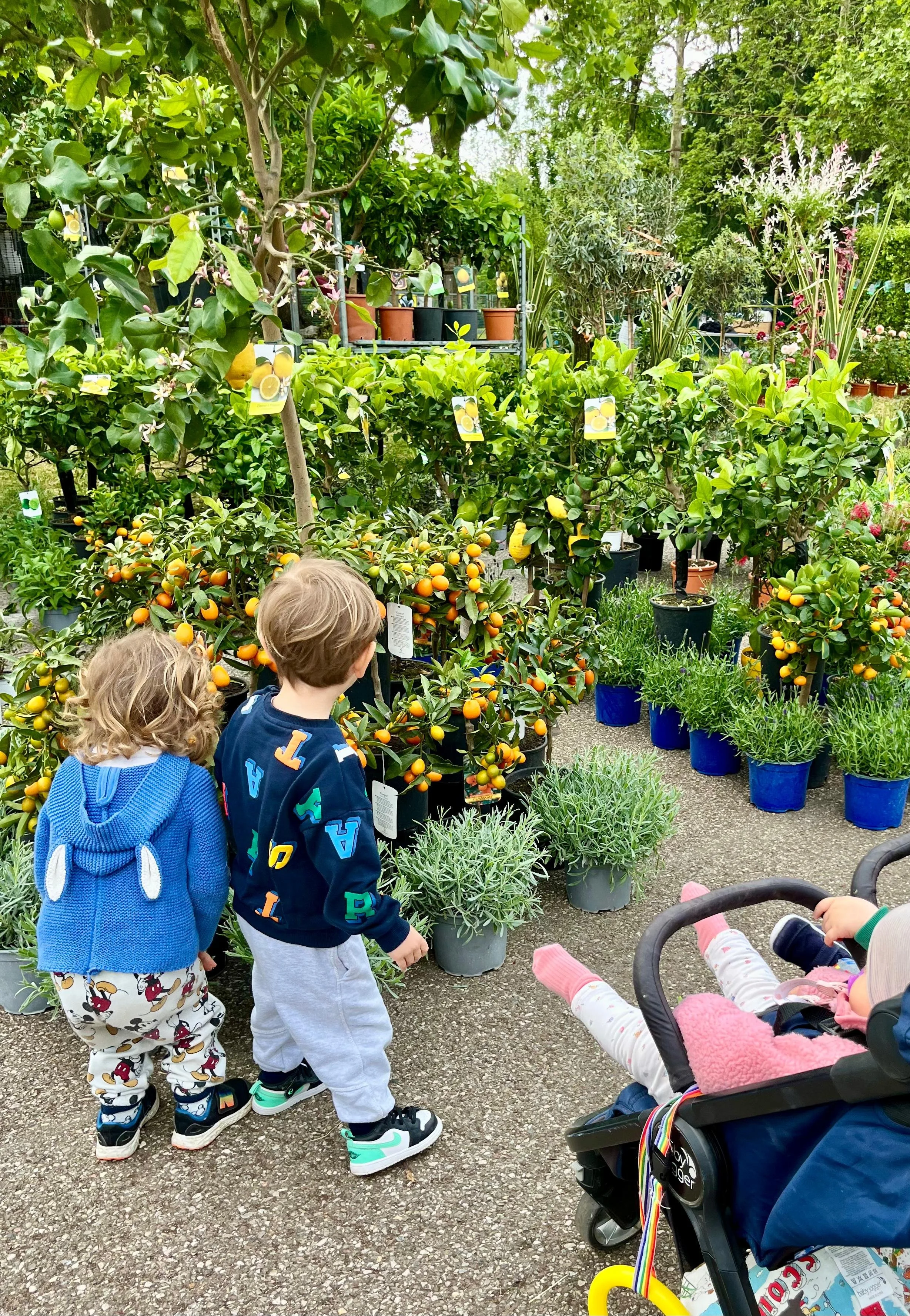 Sei bambini che osservano piante di agrumi, tra cui limoni e arance, in un vivaio o giardino. Due bambini si trovano di fronte alle piante, uno di loro si trova accanto a una carrozzina con una bambina.