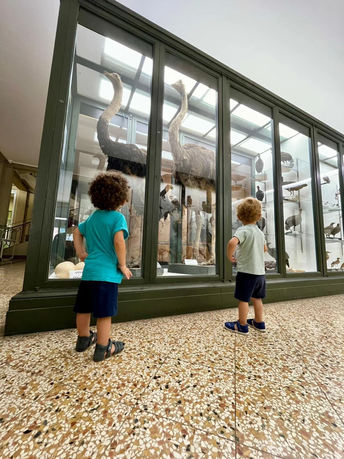 Due bambini osservano un grande acquario con giraffe impagliate e altri animali imbalsamati.