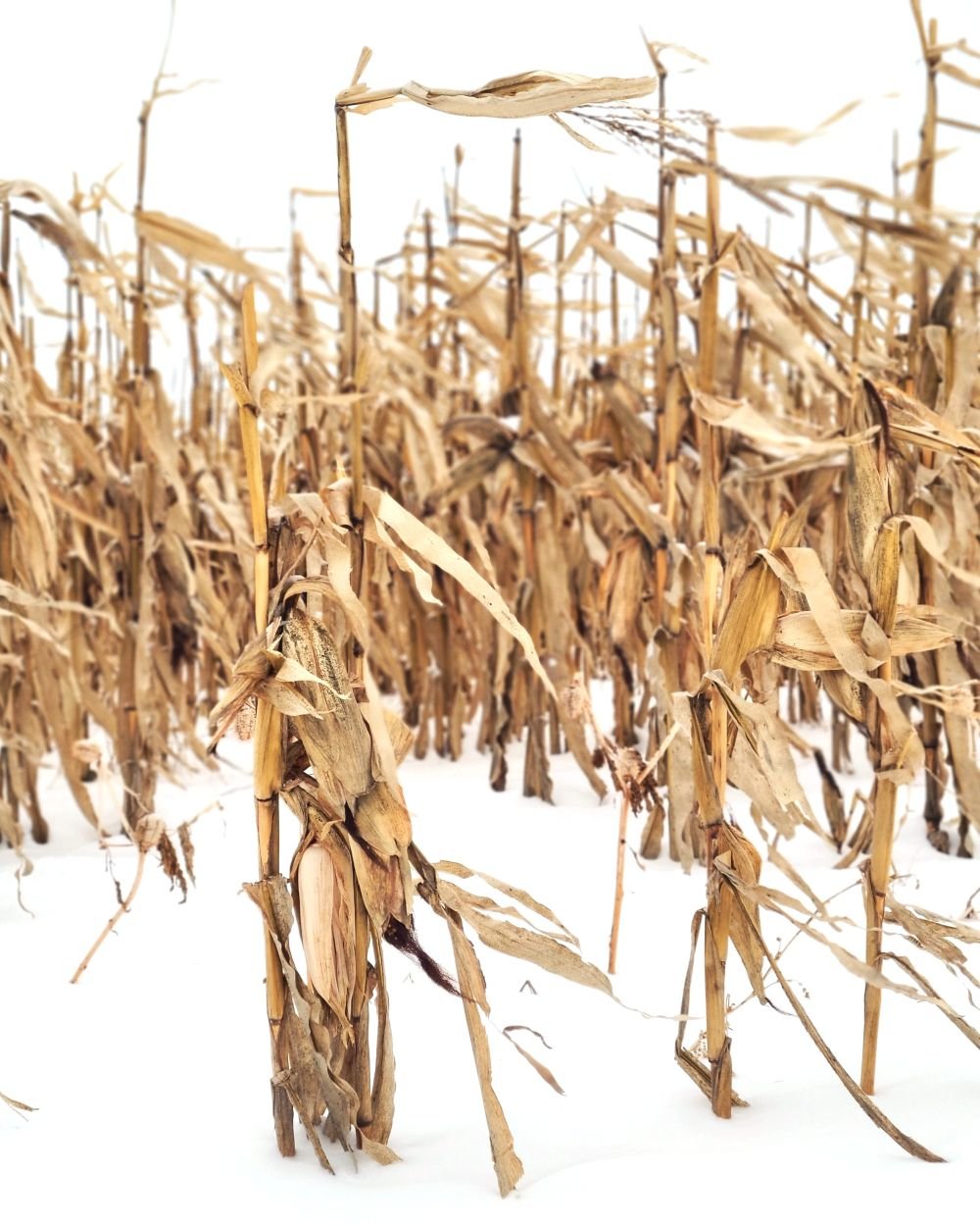 cornstalks in a winter field.