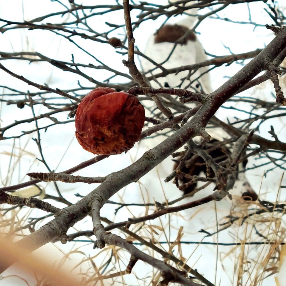 Frozen apple clinging to an apple tree in winter.