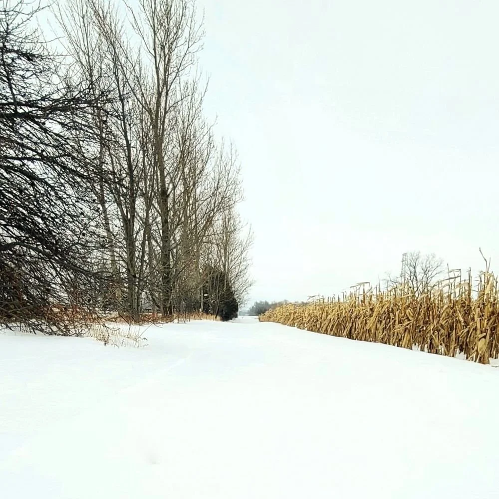 winter trail between trees and a cornfield.