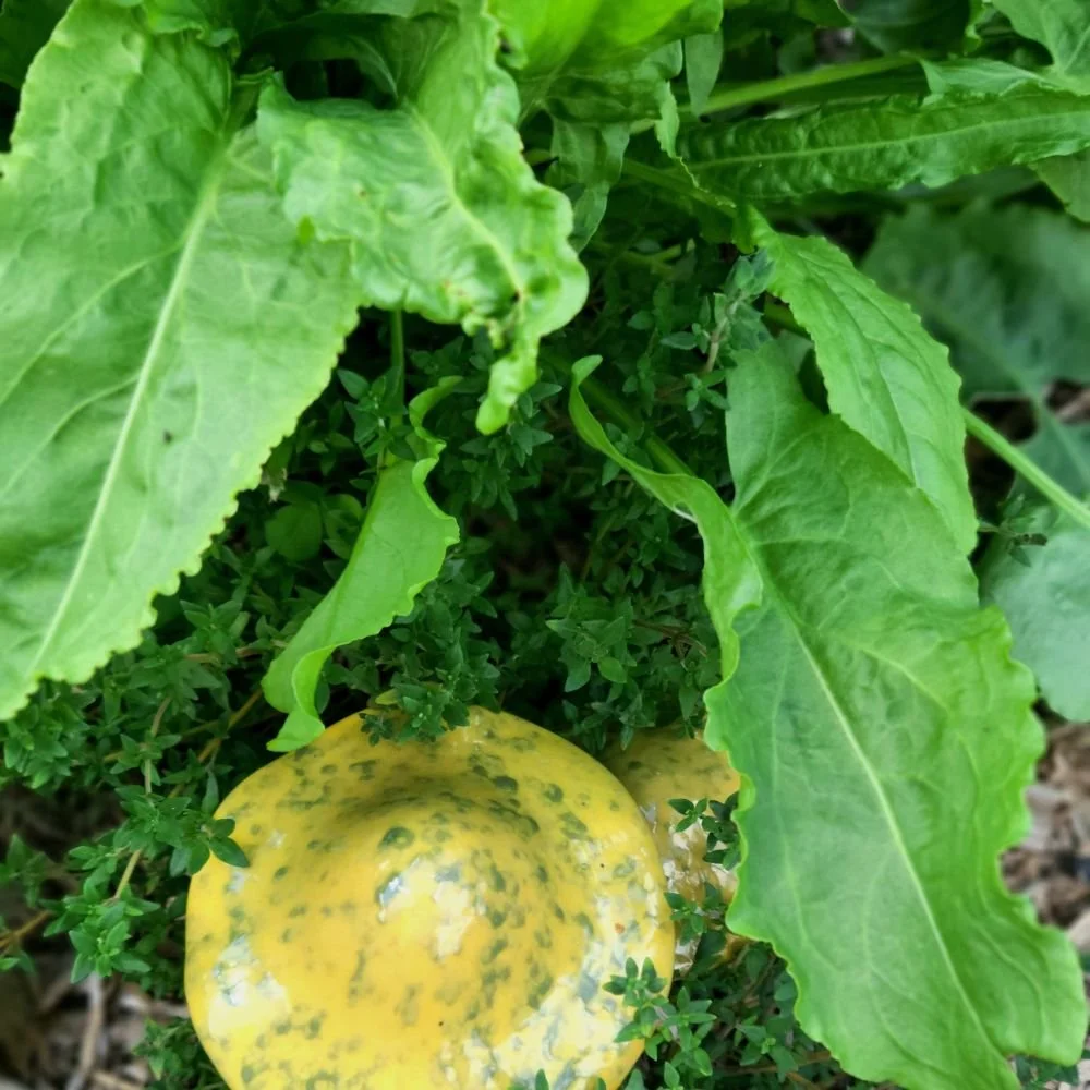 Sorrel growing in a garden.