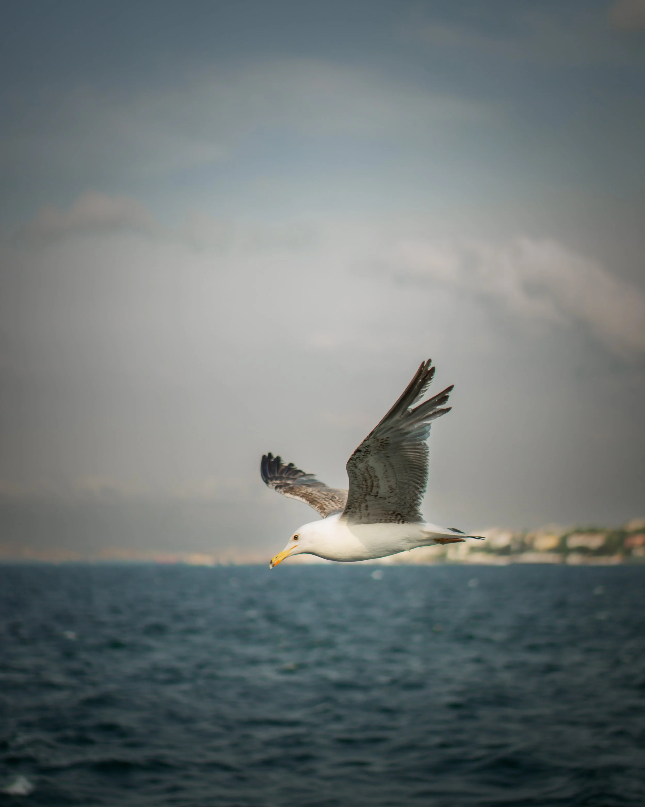 A seagull flying over the ocean with a cloudy sky and distant shoreline in the background.
