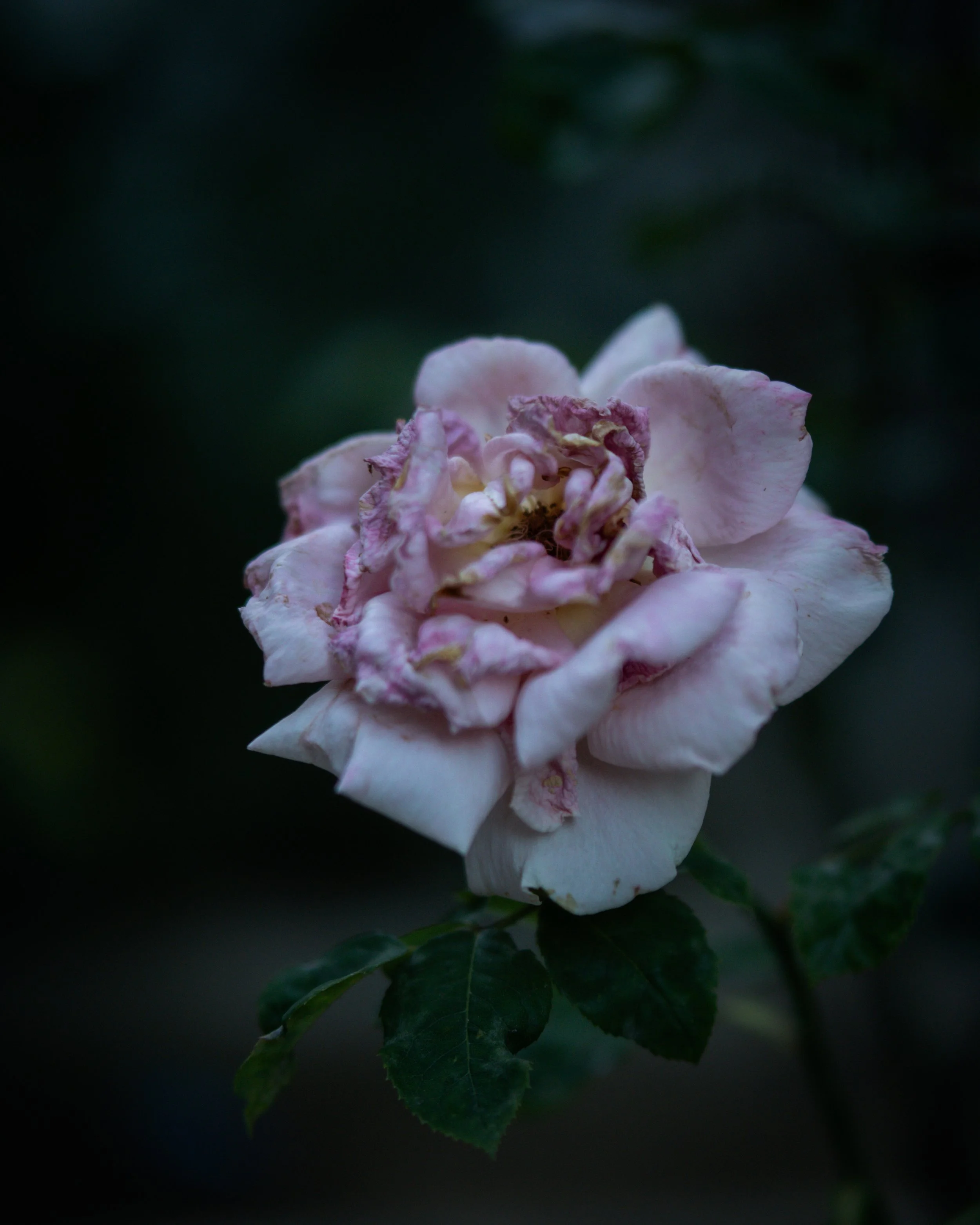 Close-up of a wilted pink rose with dark green leaves in the background.