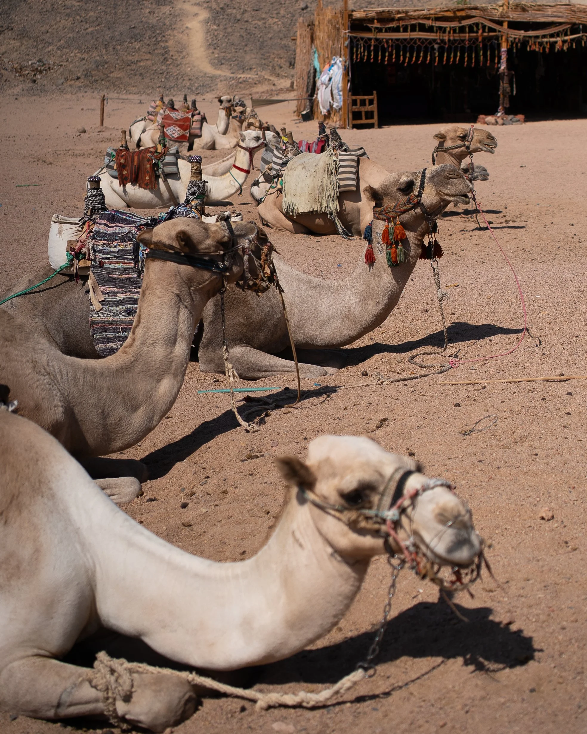 A group of camels resting on sandy ground, each equipped with colorful saddles, some with striped blankets and tassels, with a desert landscape and a rustic shelter in the background.