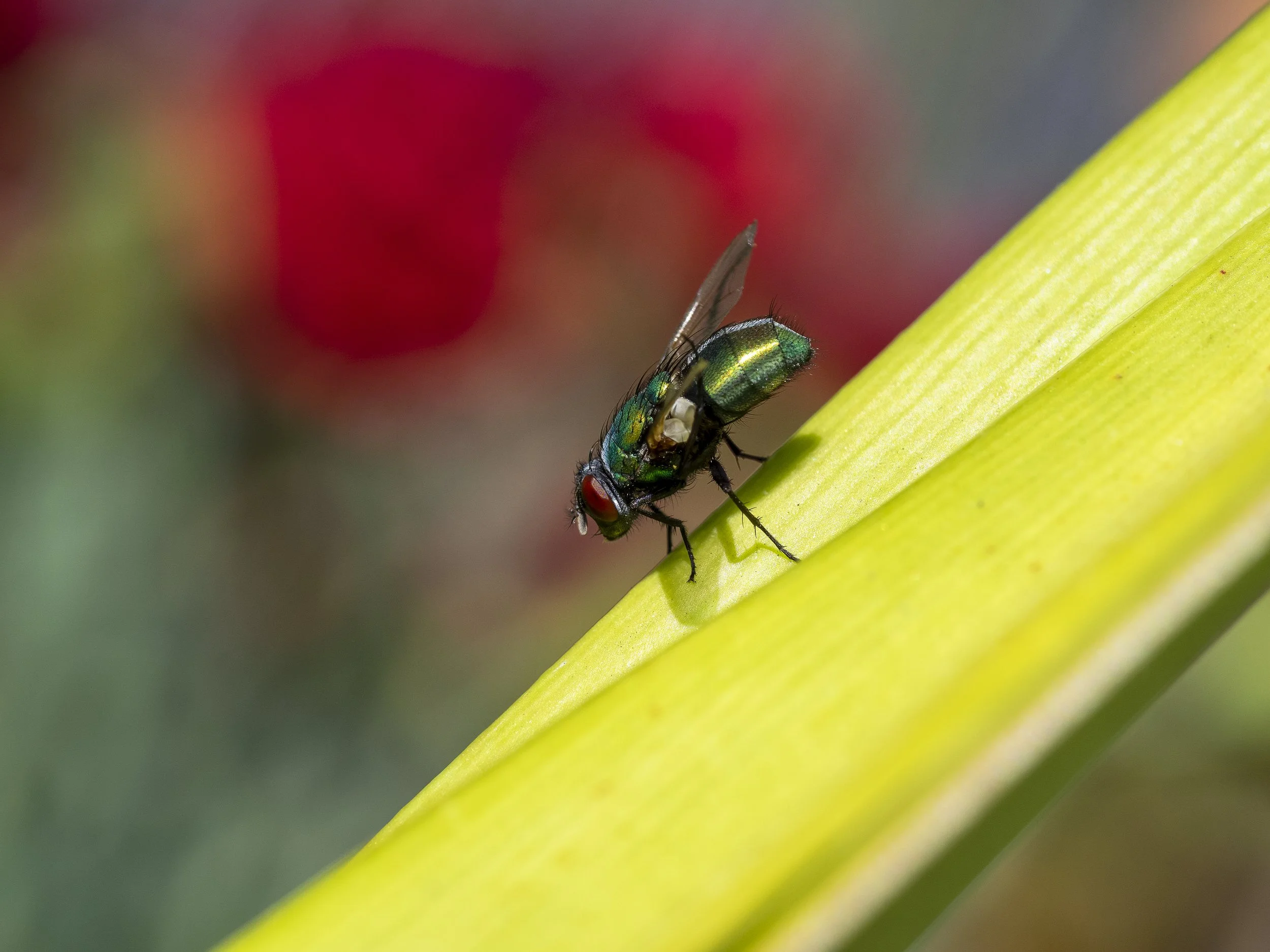 14 Fly In Motion V1.jpg