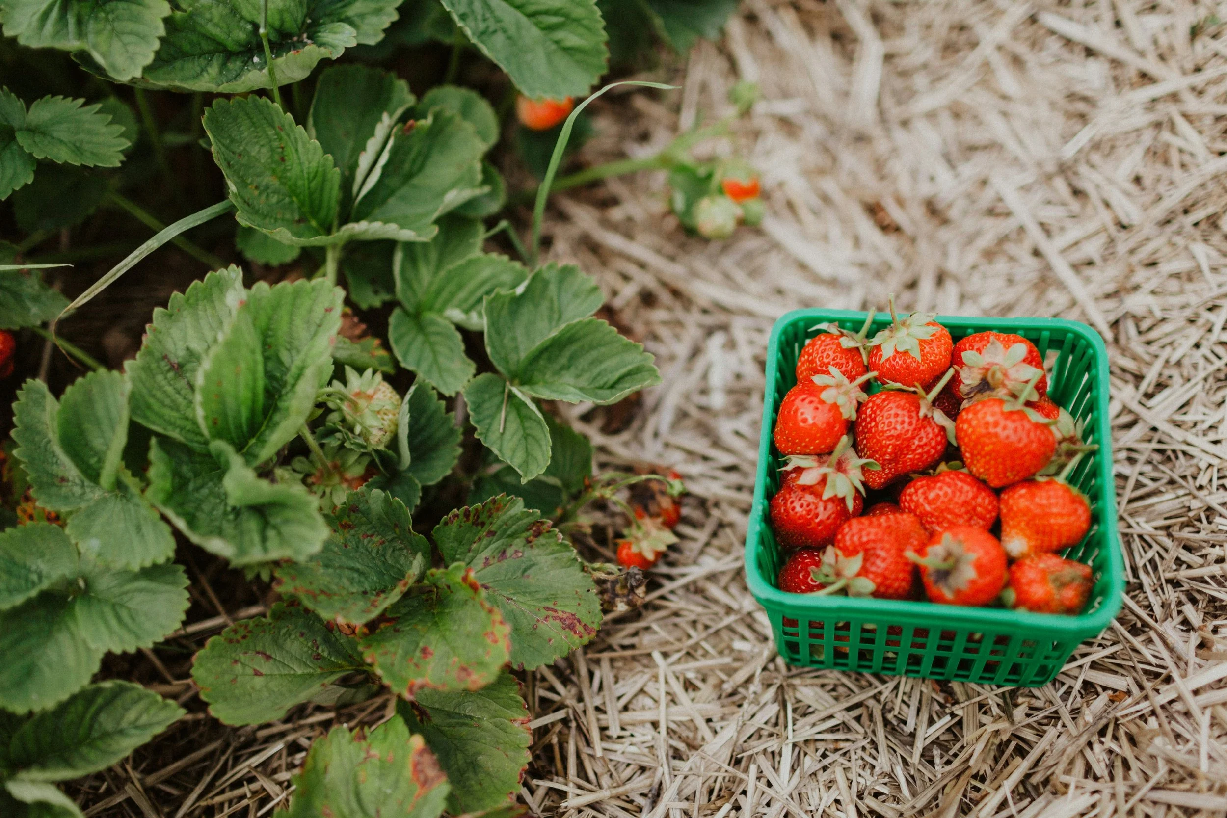 A basket of freshly picked strawberries on straw, with strawberry plants to the left.