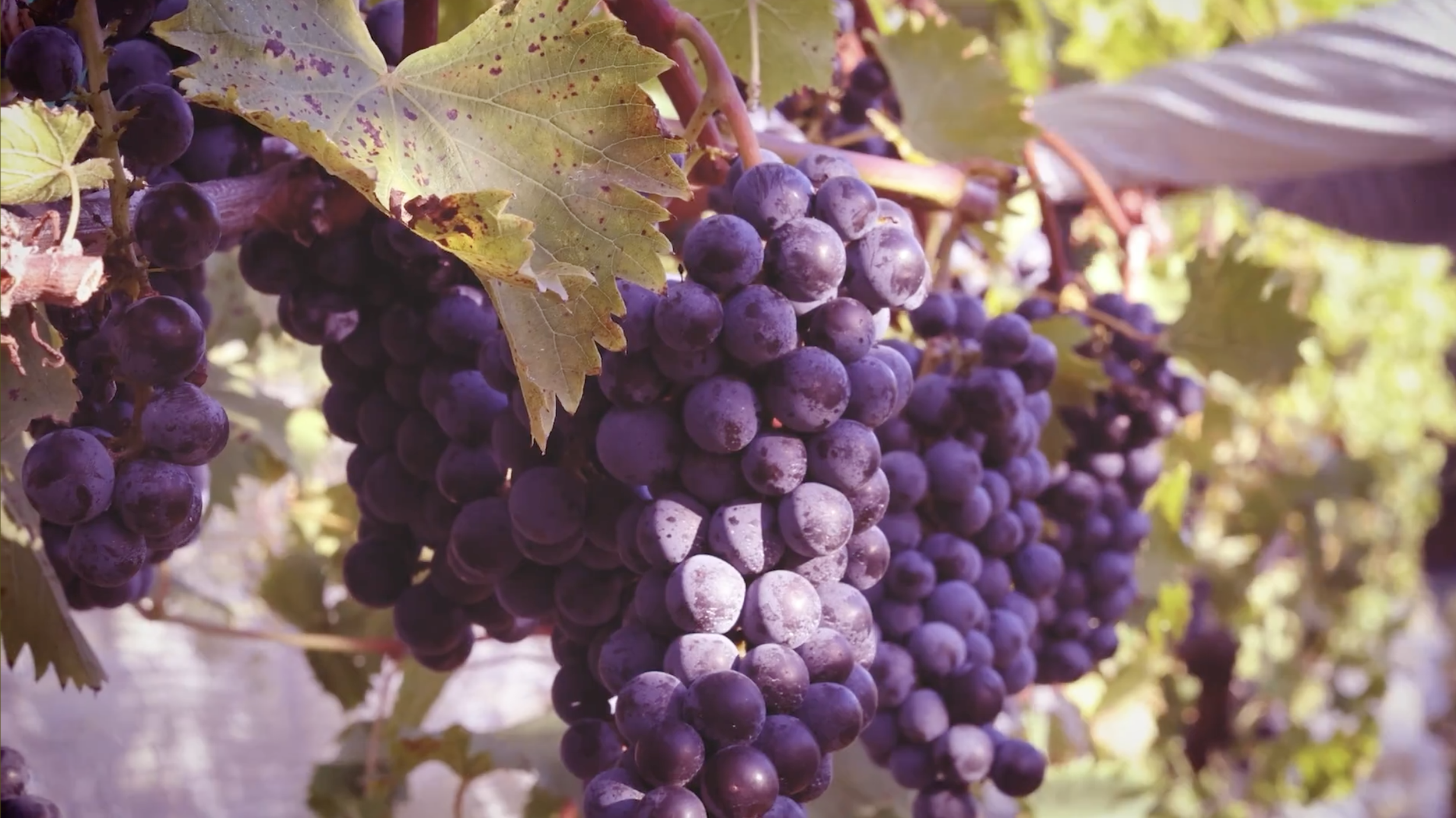 Screenshot 2026-02-13 at 9.26.55 AM.png