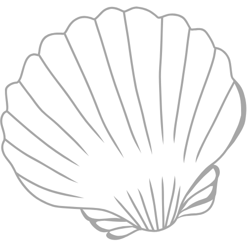 A black and white line drawing of a seashell with radiating lines from the center to the edges.