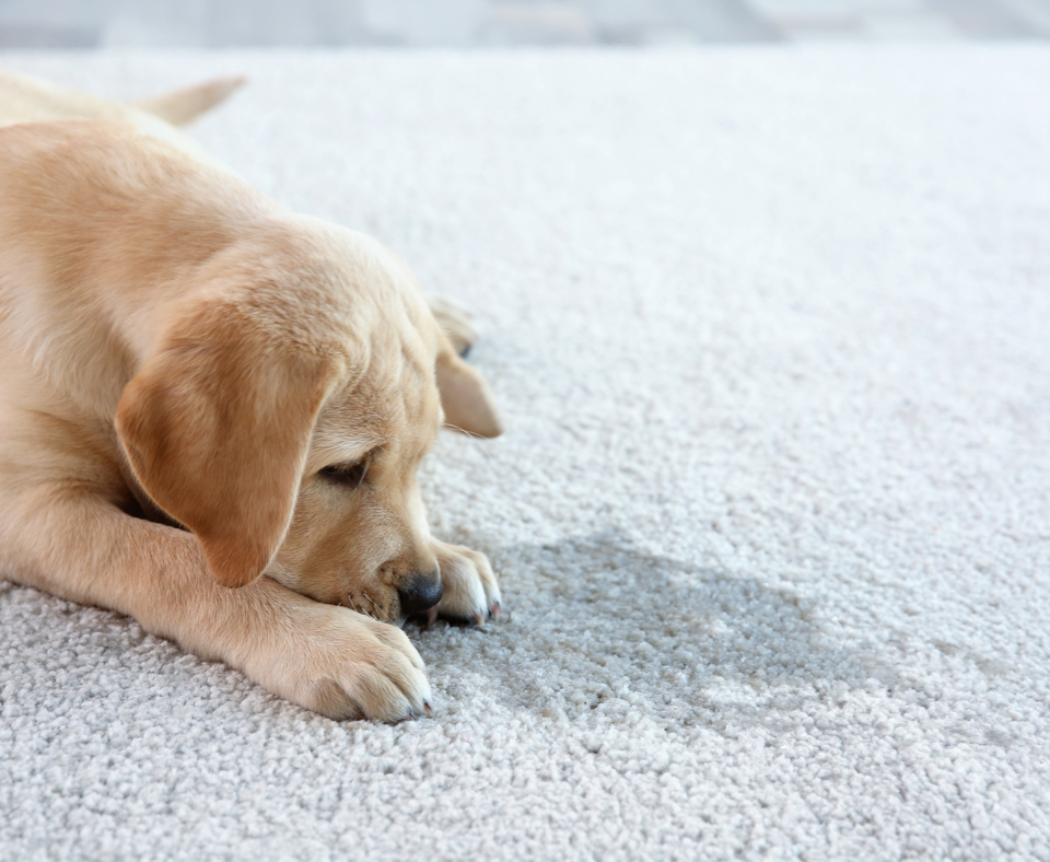 Pet Stain and Odor