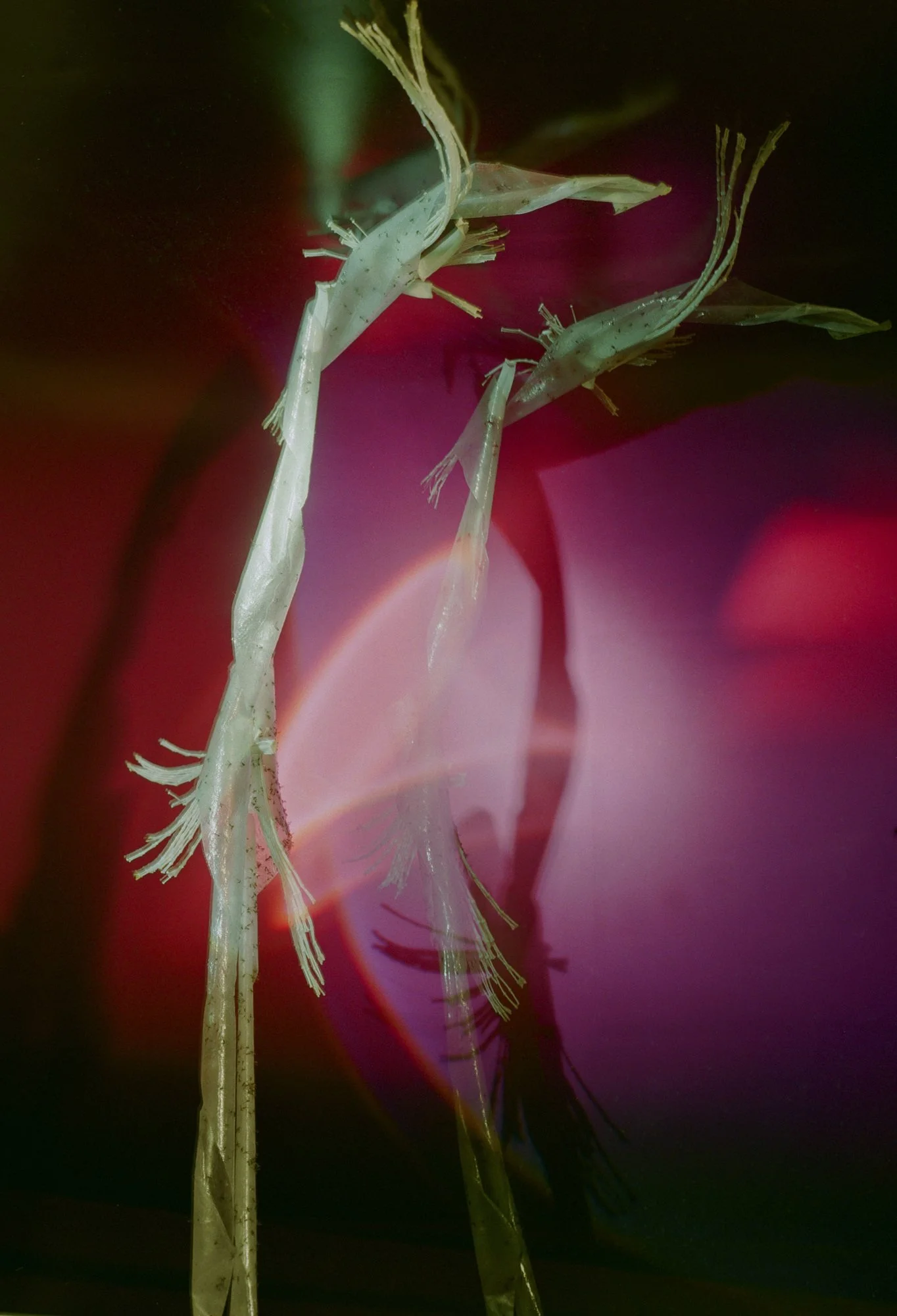 FlyCatcher, 2024, unique ctype hand print