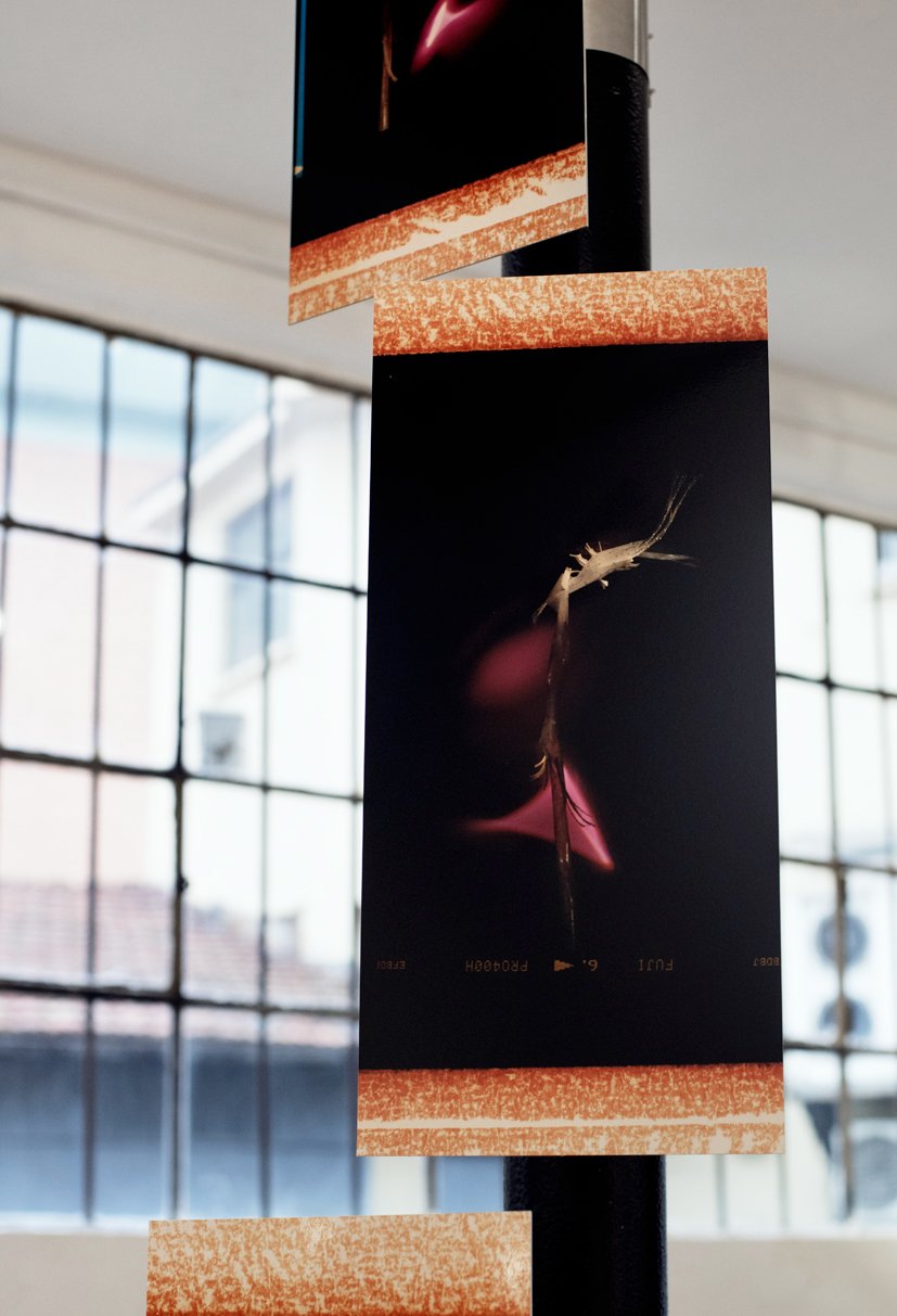 FlyCatcher, 2024, unique ctype hand prints mounted on aluminium, steel brace,
Installation view of Aeterna, a bi-personal exhibition with Lorena Florio, at Mucho Mas! Turin, 2024