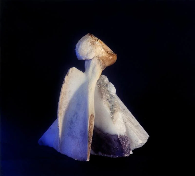 Scapula, 2021