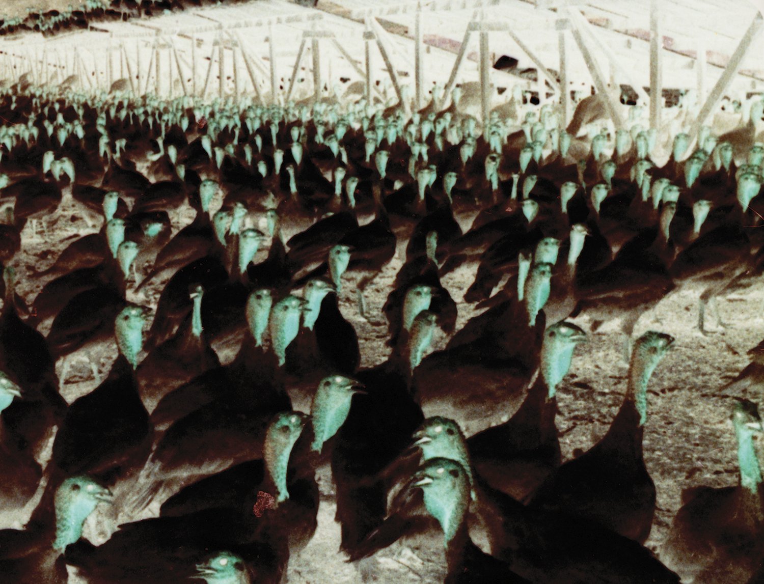 Found-16mm-film-still-of-turkeys-America-circa-1960s--batch-purchase-from-eBay-2012.jpg