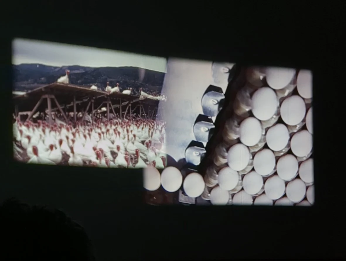 Documentation from DOMESTIC and the dispersion of its contents, Reference Point, 2025 - 16mm projection performance with David Leister and Freddy Lomas (Kinn, Rochemann)
Image credit: Ramona Güntert and Wojciech Kawczyk