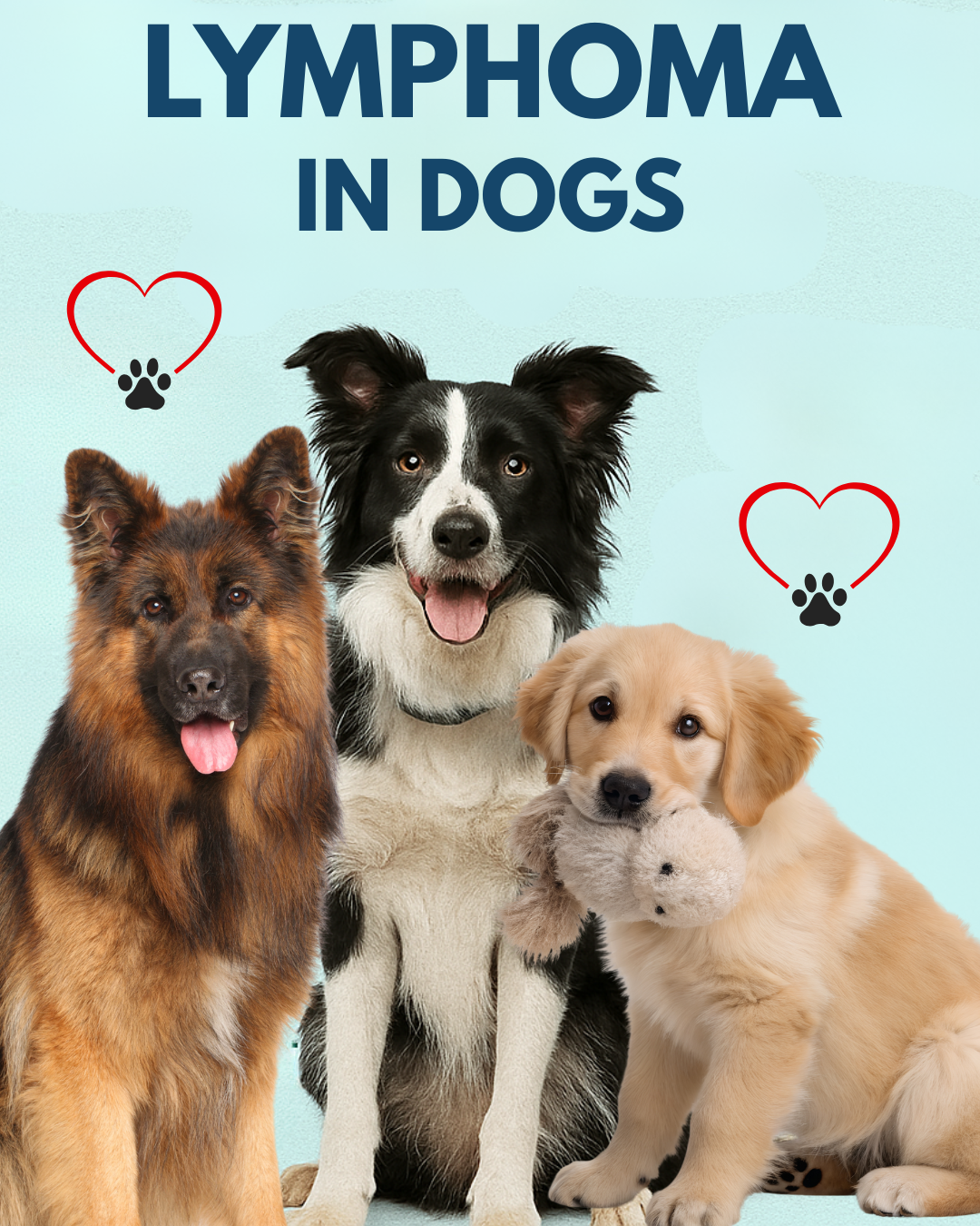 🐾 Understanding Canine Lymphoma: A Complete Guide for Dog Owners