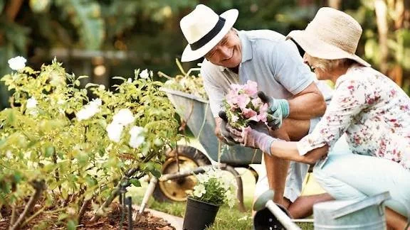 Dos adultos, un hombre y una mujer mayores, plantando y cuidando flores en su jardín.