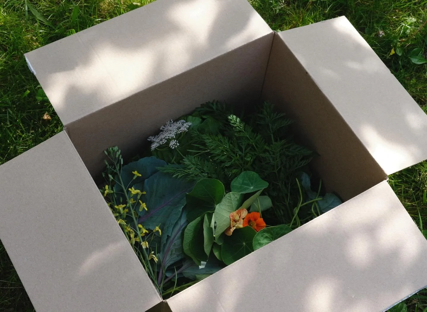 you should eat food grown and cooked by people who are obsessed with life, plants, and vegetables and I stand by that wholeheartedly 🍋