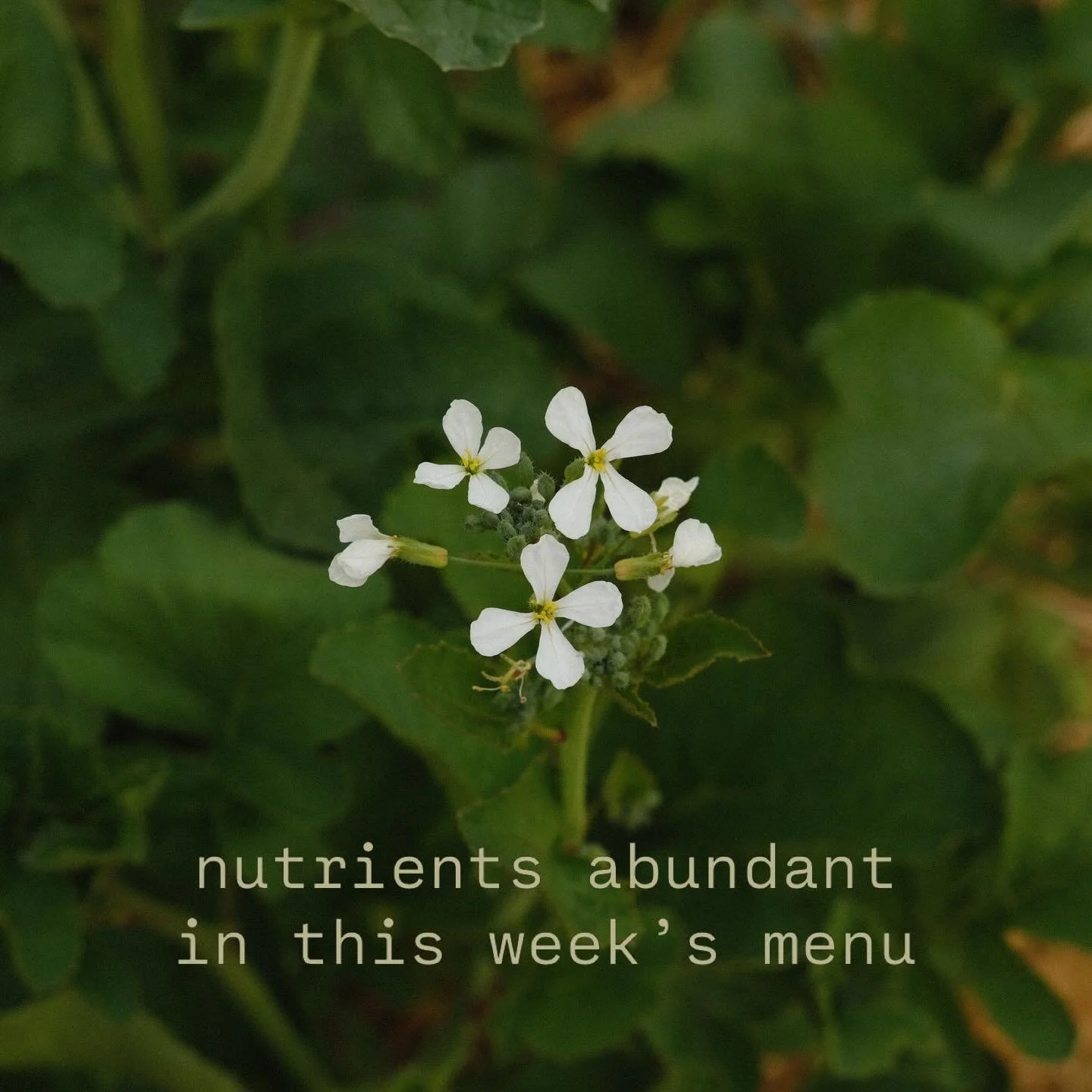 swipe for menu ⟶

every week, we compile a vibrantly biodiverse menu with organic plants at the core. complete with rich protein sources (wild caught fish, free range chicken, grass fed beef, + vegan options), each dish nourishes deeply with function