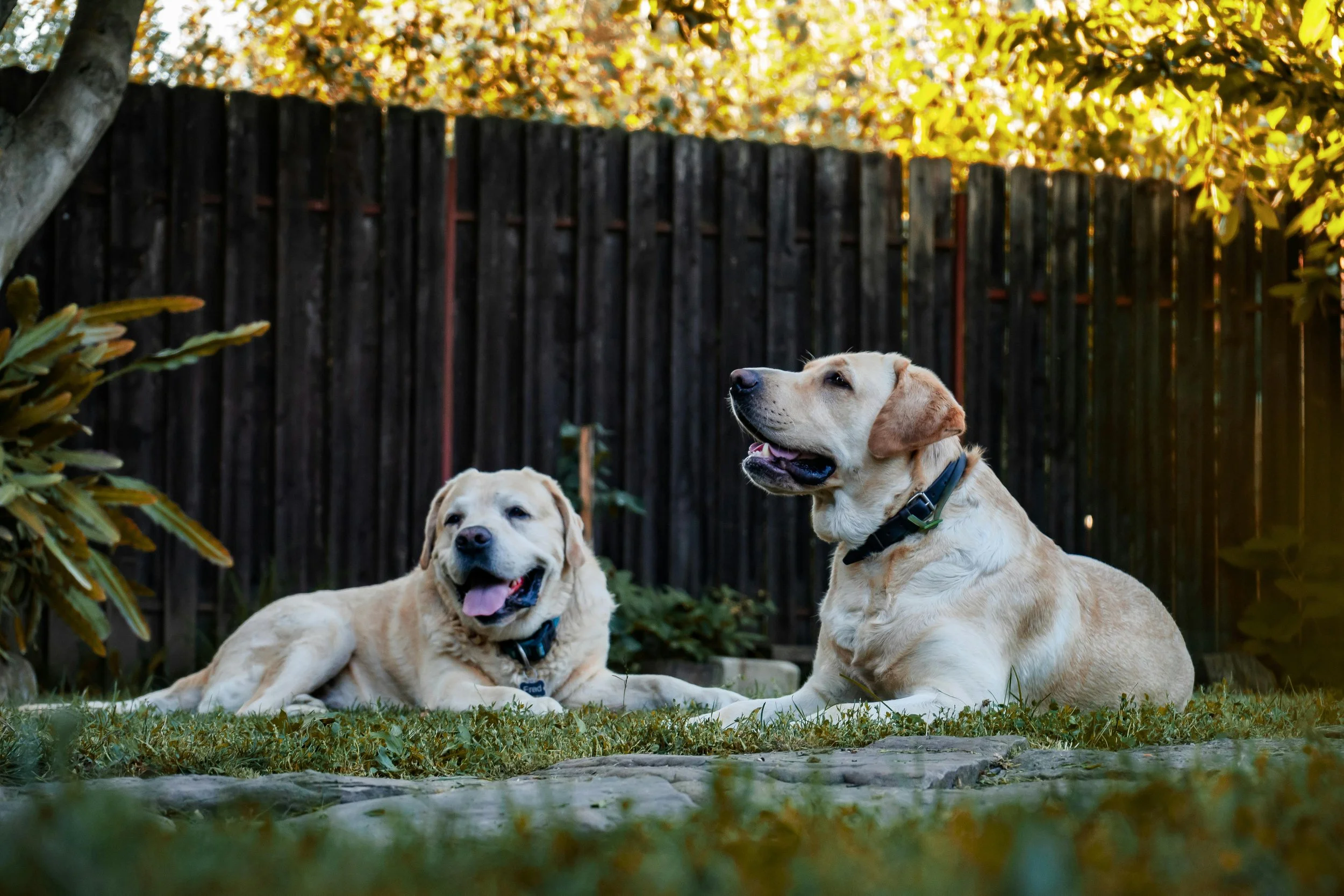 Two yellow Labrador Retrievers lying on grass in a backyard with a wooden fence and trees in the background.