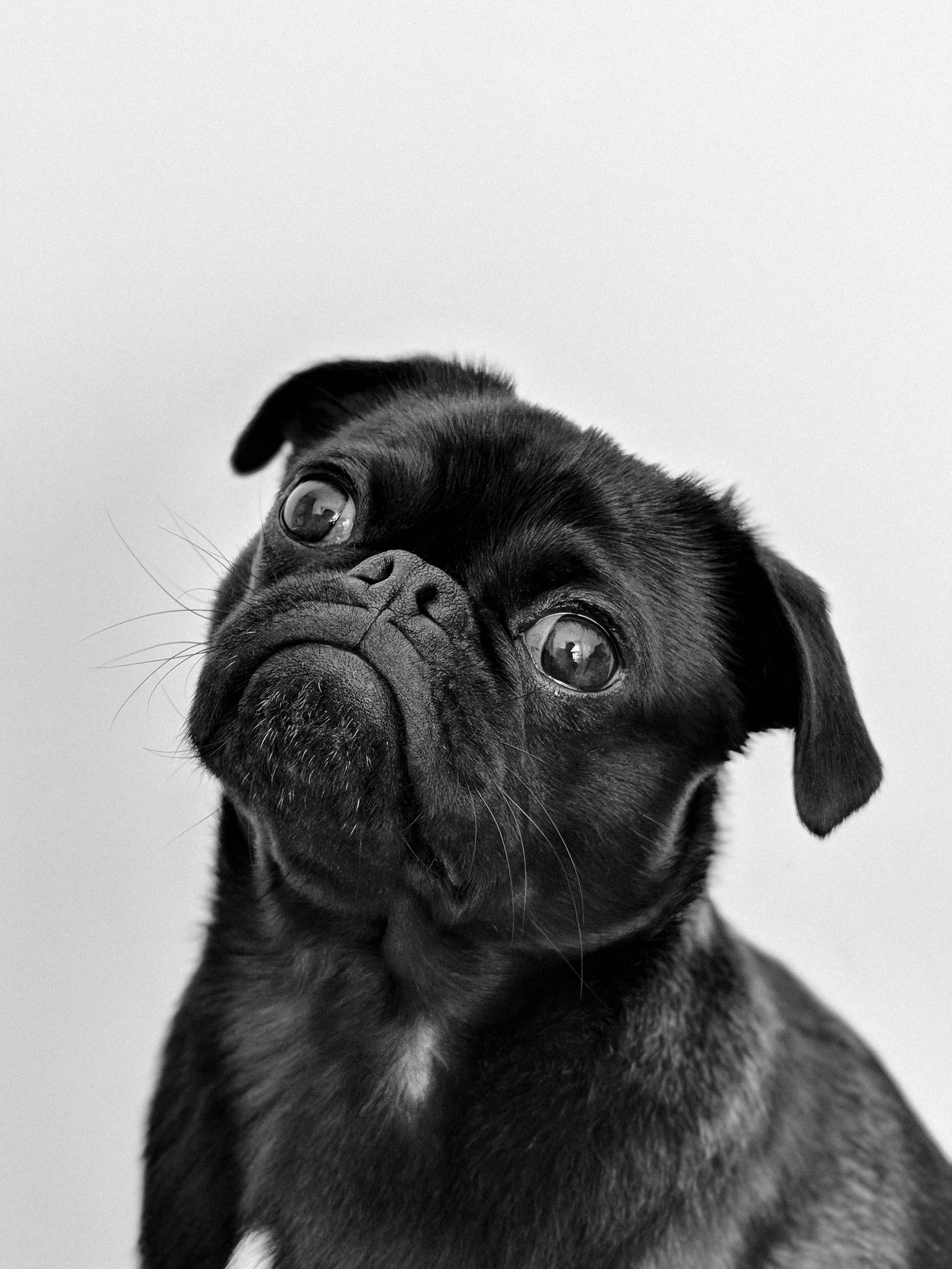 Black and white photo of a French Bulldog puppy with a curious expression, looking slightly to the side.