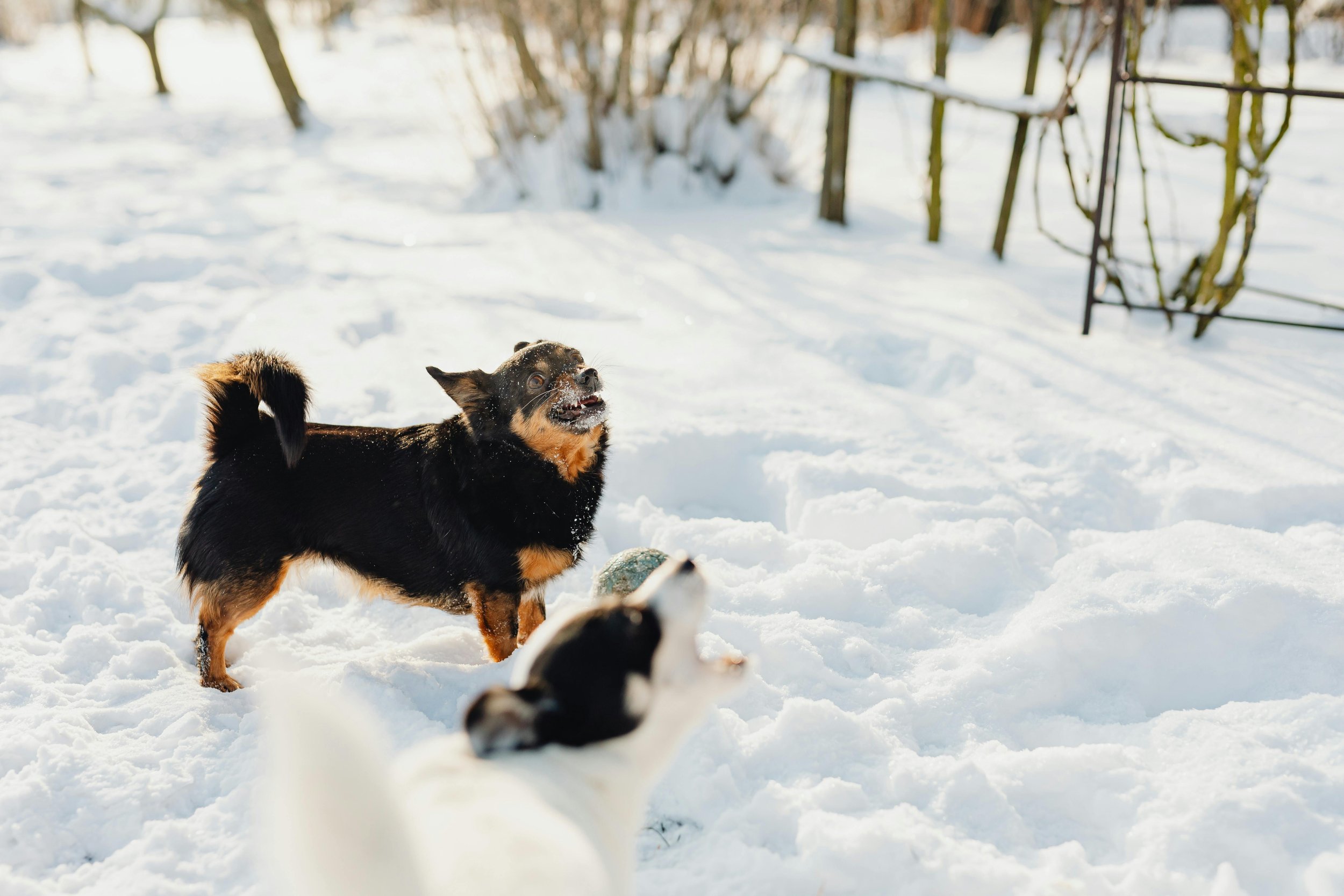 Two dogs playing in the snow, with one barking and the other partially visible in the foreground.