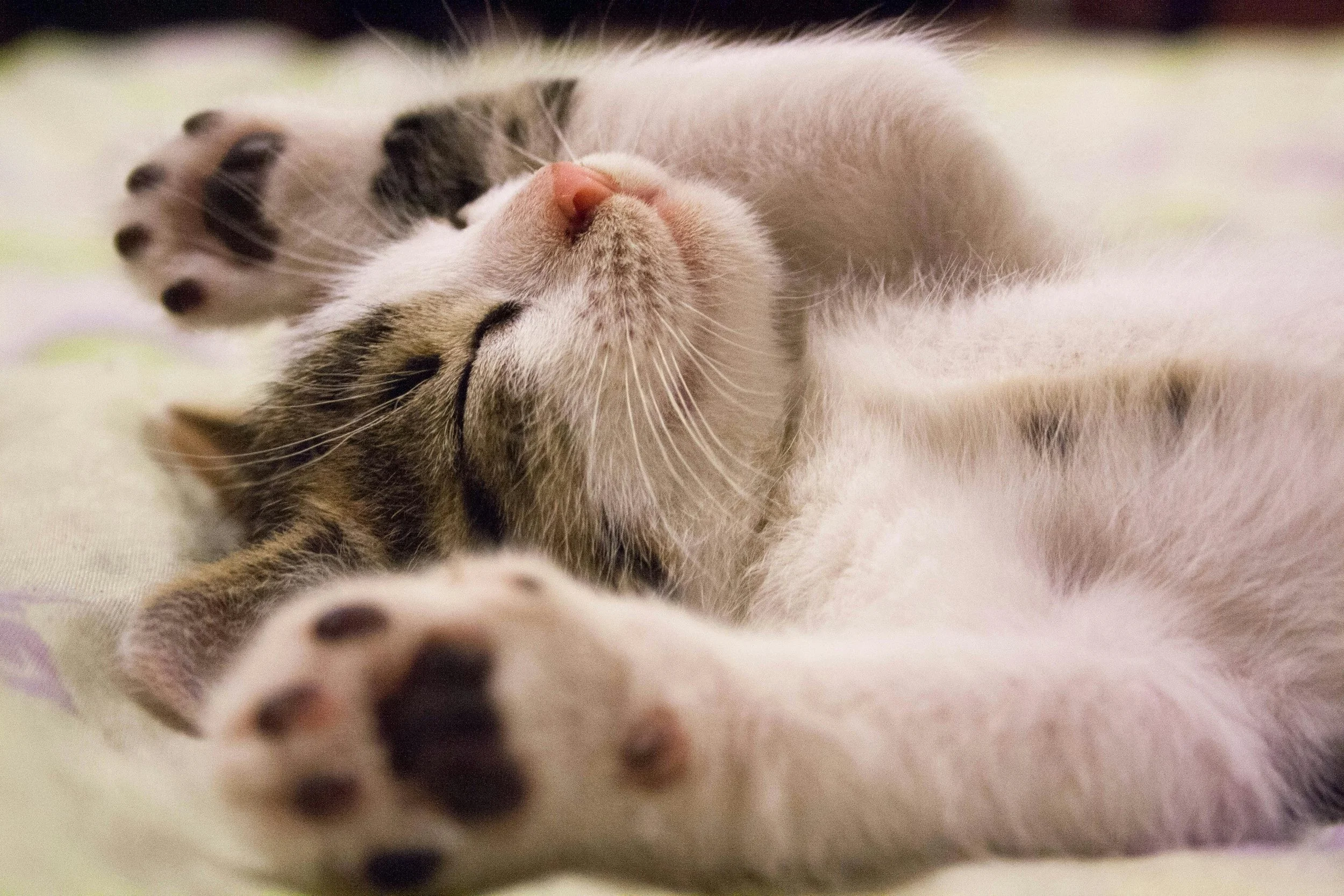 A kitten is sleeping peacefully on a soft surface with its paws covering its face.