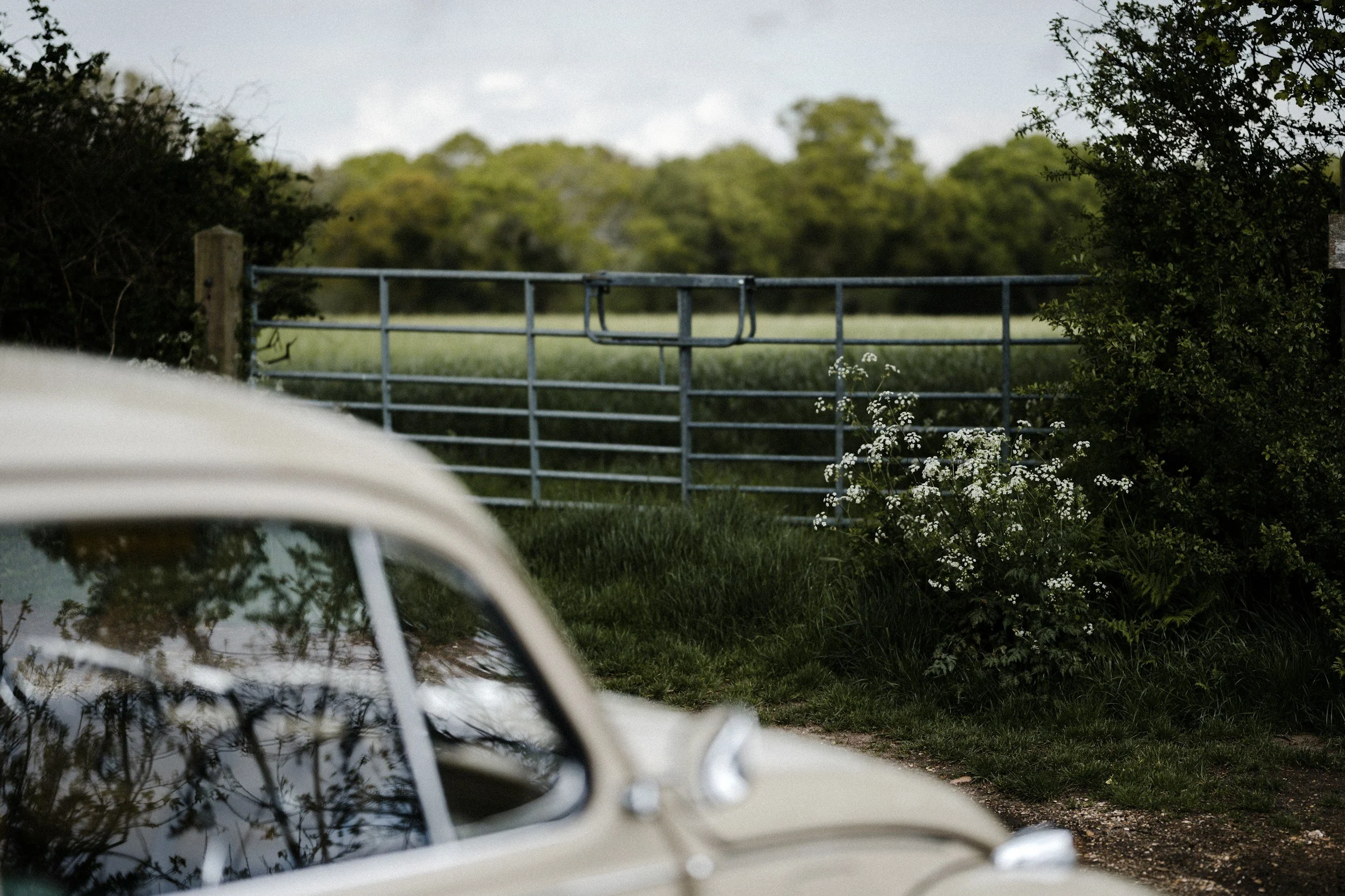 Partially visible vintage white car in foreground on left, green grass and bushes, a metal gate, and trees in background.