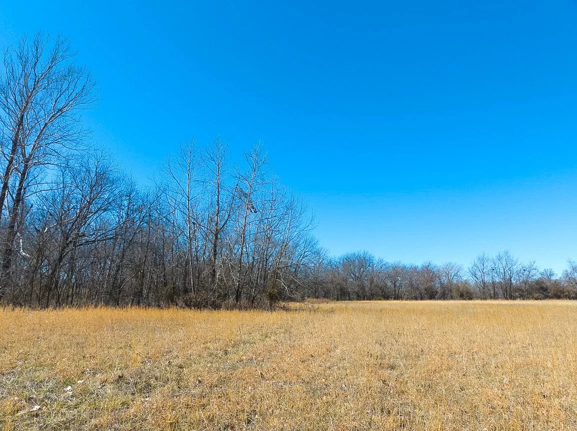 A wide field with dry, yellow grass and leafless trees in the background under a clear blue sky.