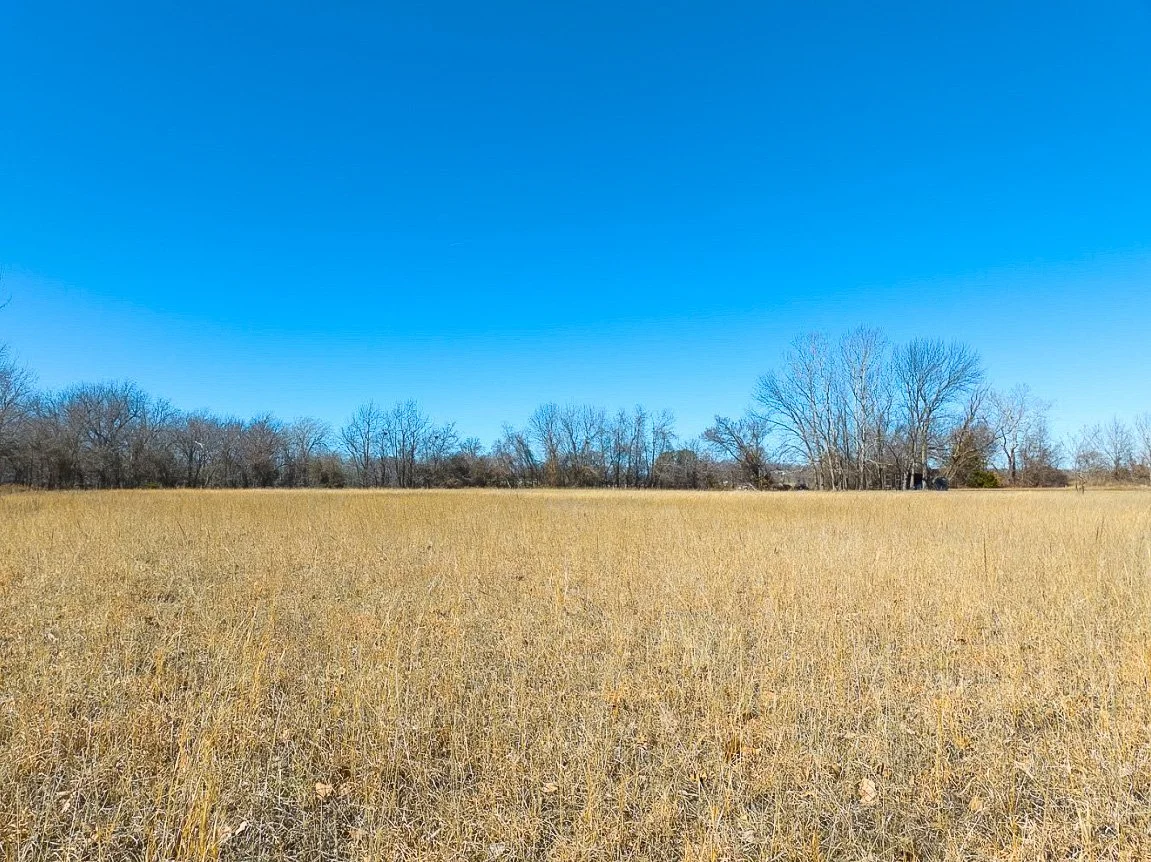 Open field with tall, yellowish grass and a line of leafless trees under a clear blue sky.
