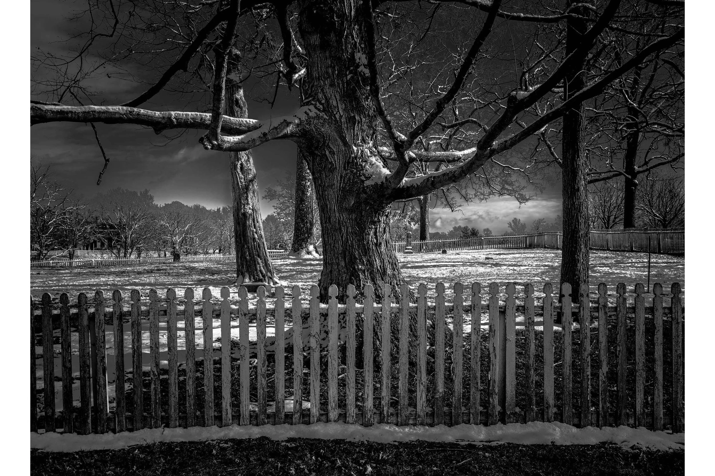 Black-and-white photo of a large tree behind a white picket fence, with snow on the ground near a historic Shaker cemetery.