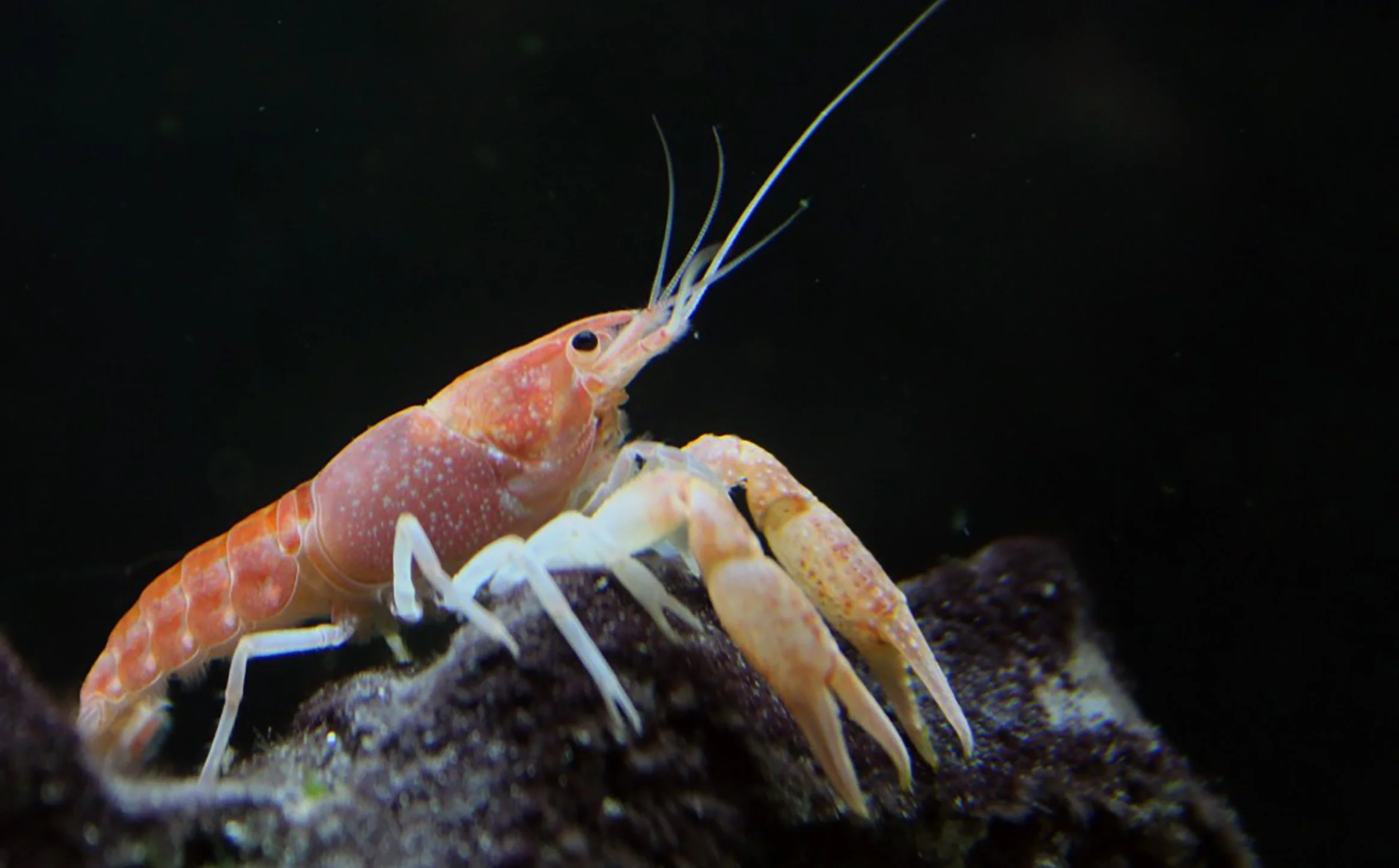 Lawsuit Filed  to Protect a Species Unique to Miami