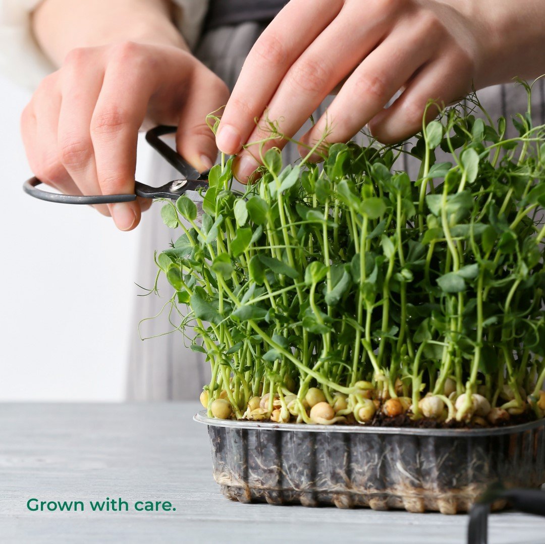 Close-up of fresh microgreens being harvested with scissors by hand from a growing tray indoors. Text overlay reads “Grown with care.”