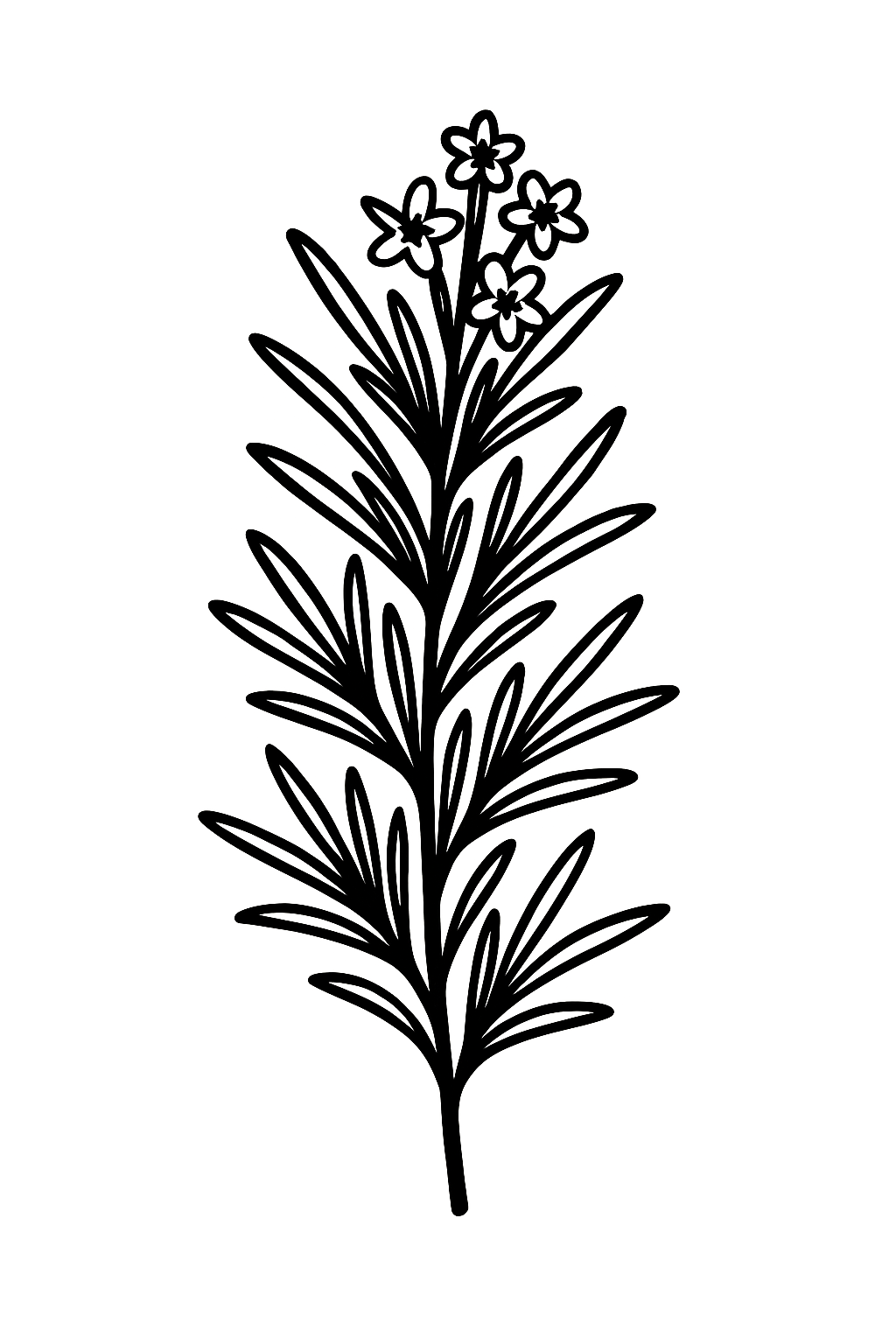 Outline drawing of a flowering rosemary plant with long, narrow leaves and multiple small flowers at the top.