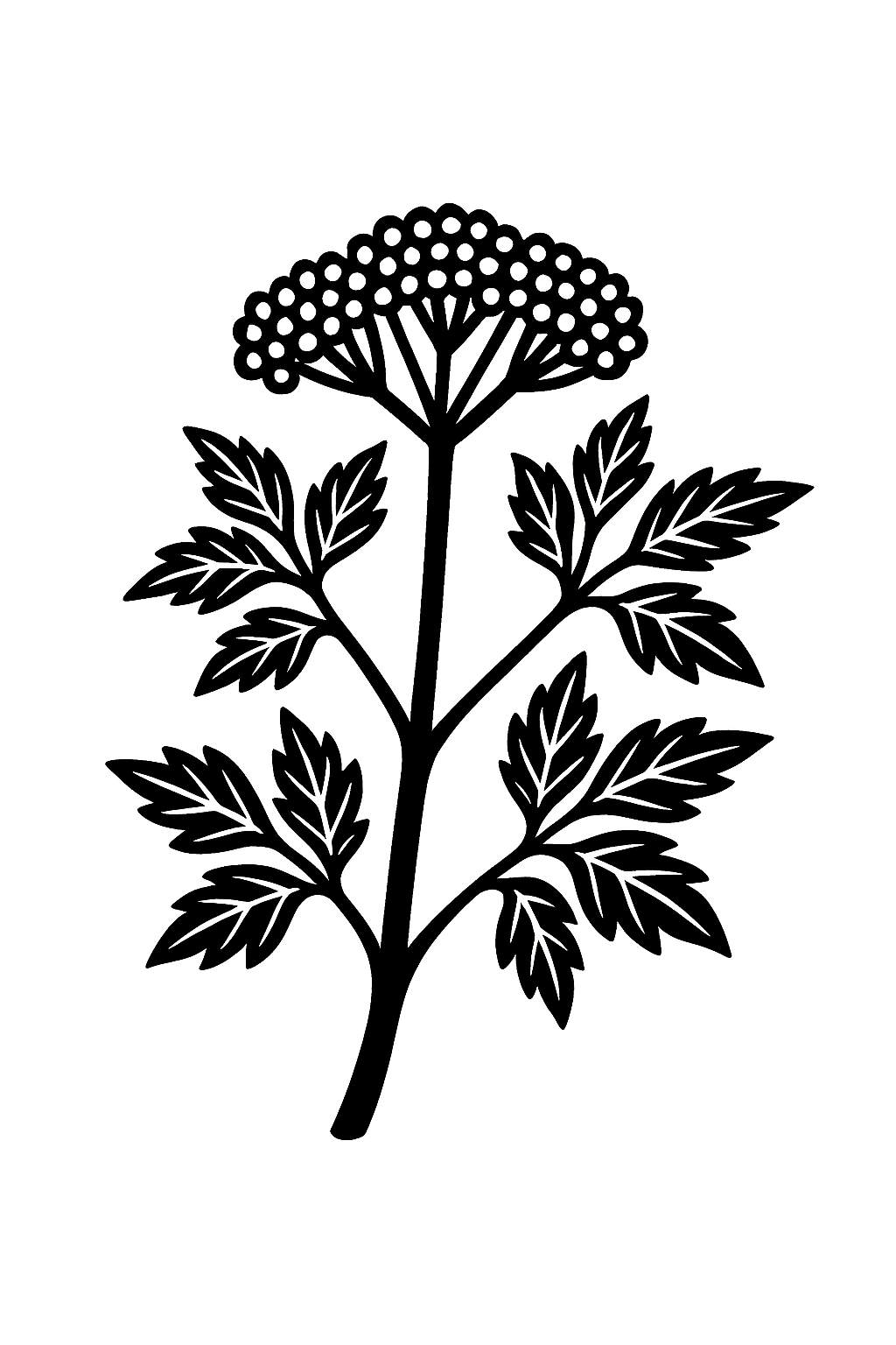 Line drawing of a flowering plant with a tall stem, pinnate leaves, and a clustered, flat-topped flower head.