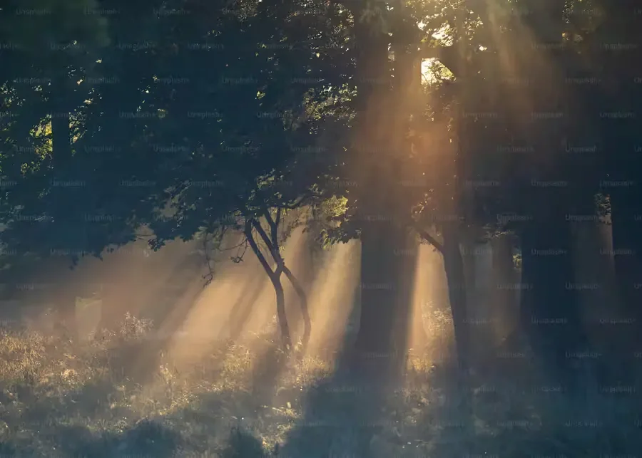 We Were Brought Here to Manifest the Life