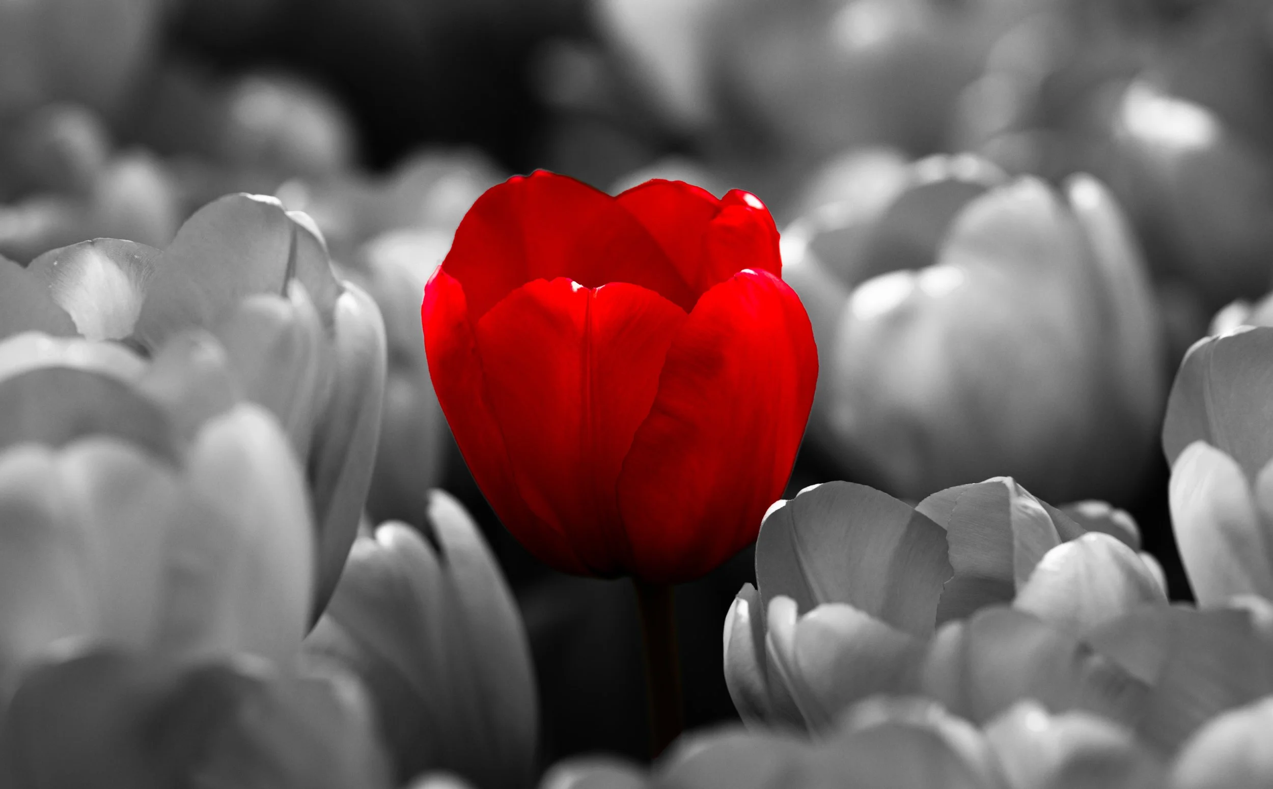 Brand Management Service with Designs Group Consulting