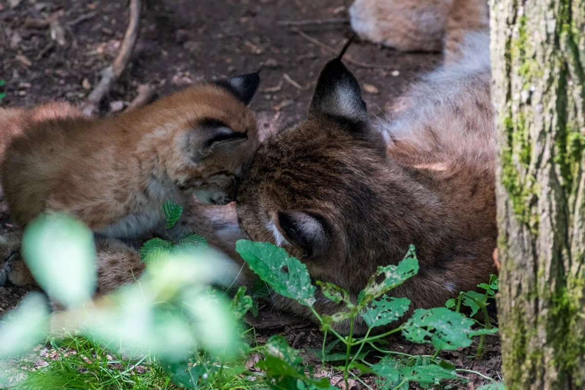 Parc Animalier de Sainte-Croix in Frankreich