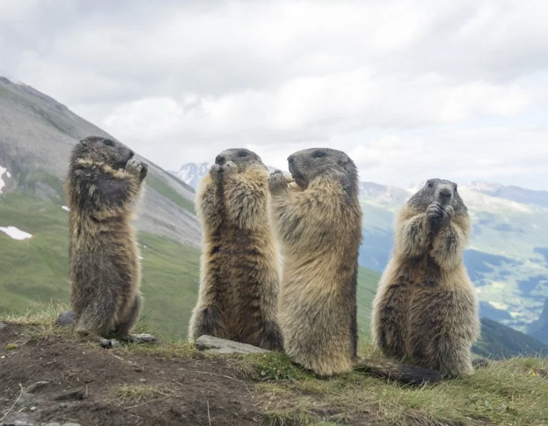 Wildlifeworkshop Murmeltiere am Großglockner