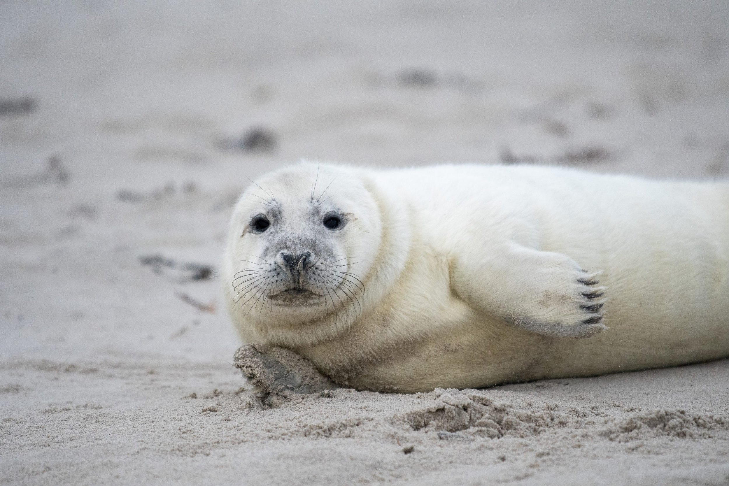 DSC_9593-scaled.jpg