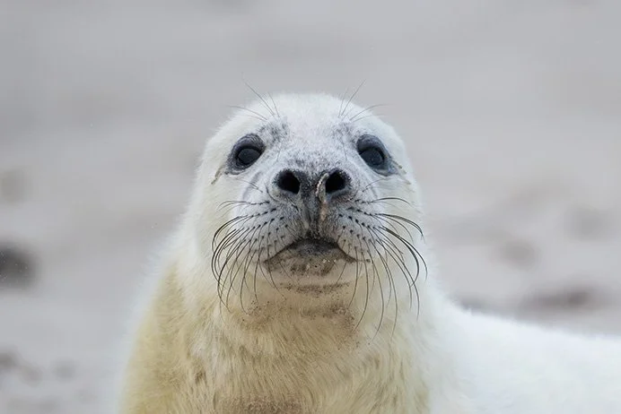 Nachlese zur Fotoreise Helgoland