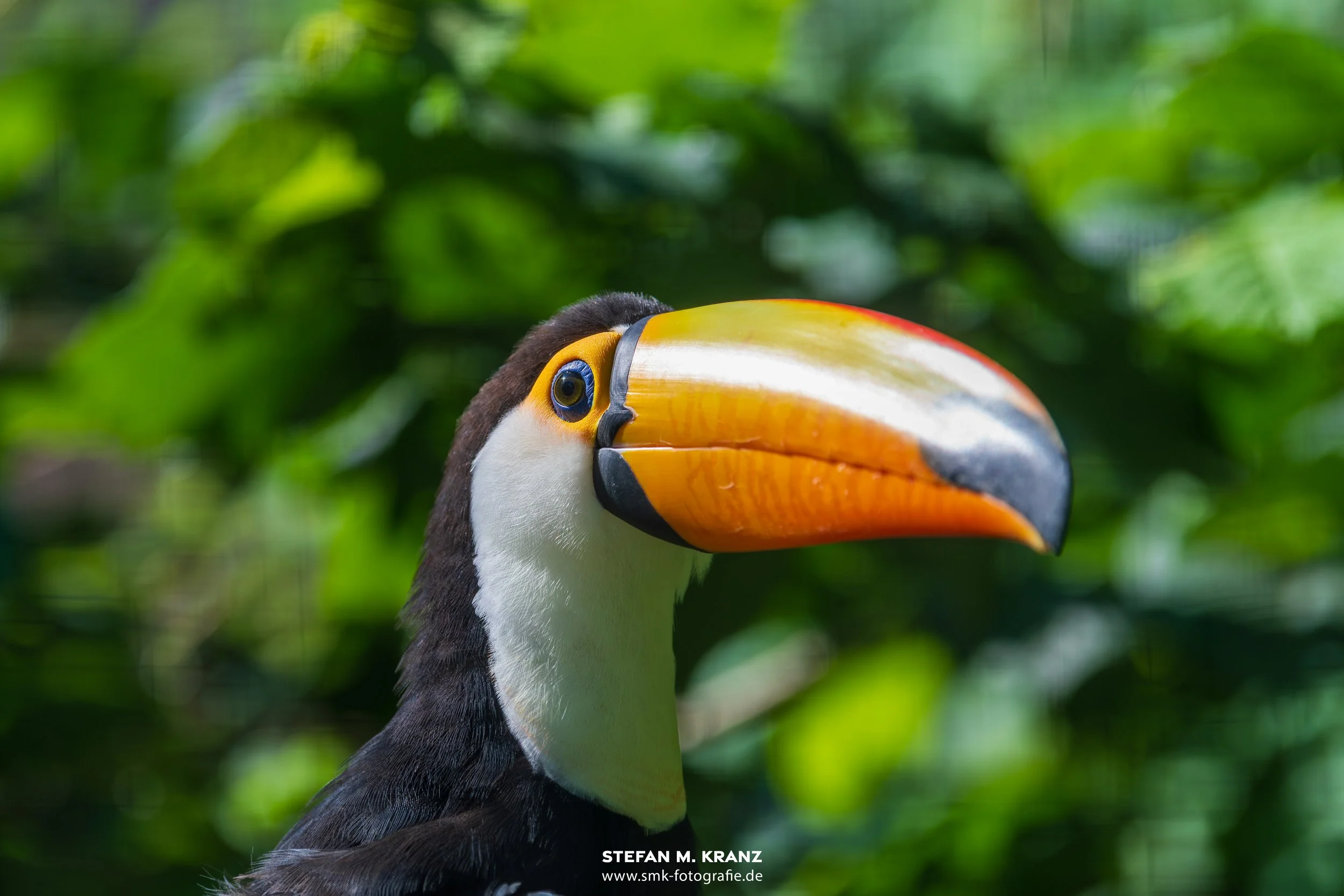 Tukan, aufgenommen mit der Nikon D500 | 70-200mm f/2,8