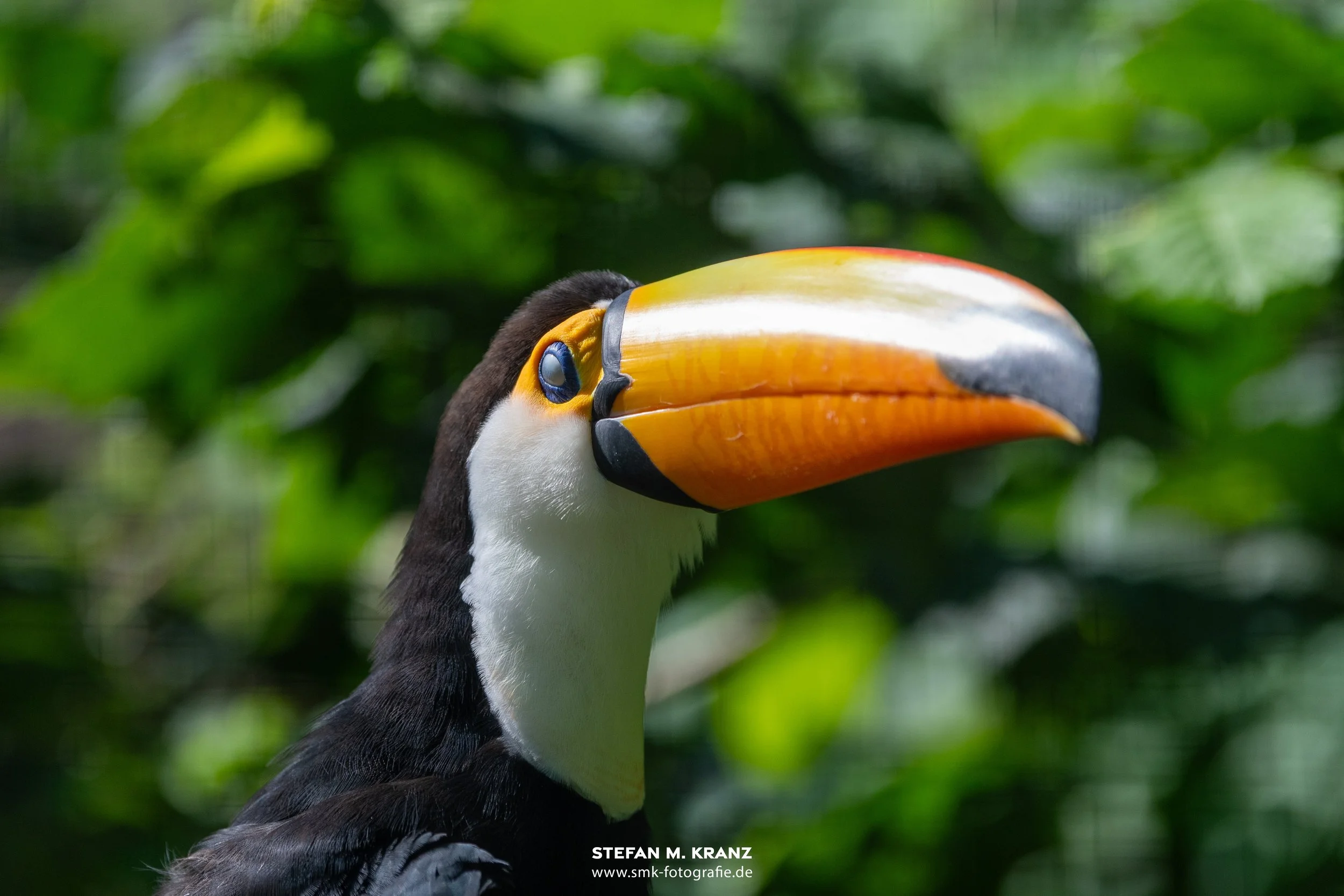 Tukan, aufgenommen mit der Nikon D500 | 70-200mm f/2,8