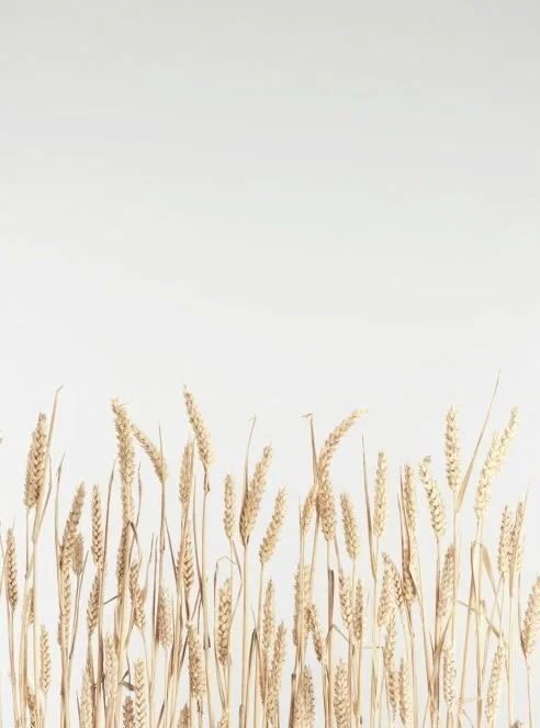 Oleh B’kaneh Echad: The Biblical Idiom That Survived the Test of Time