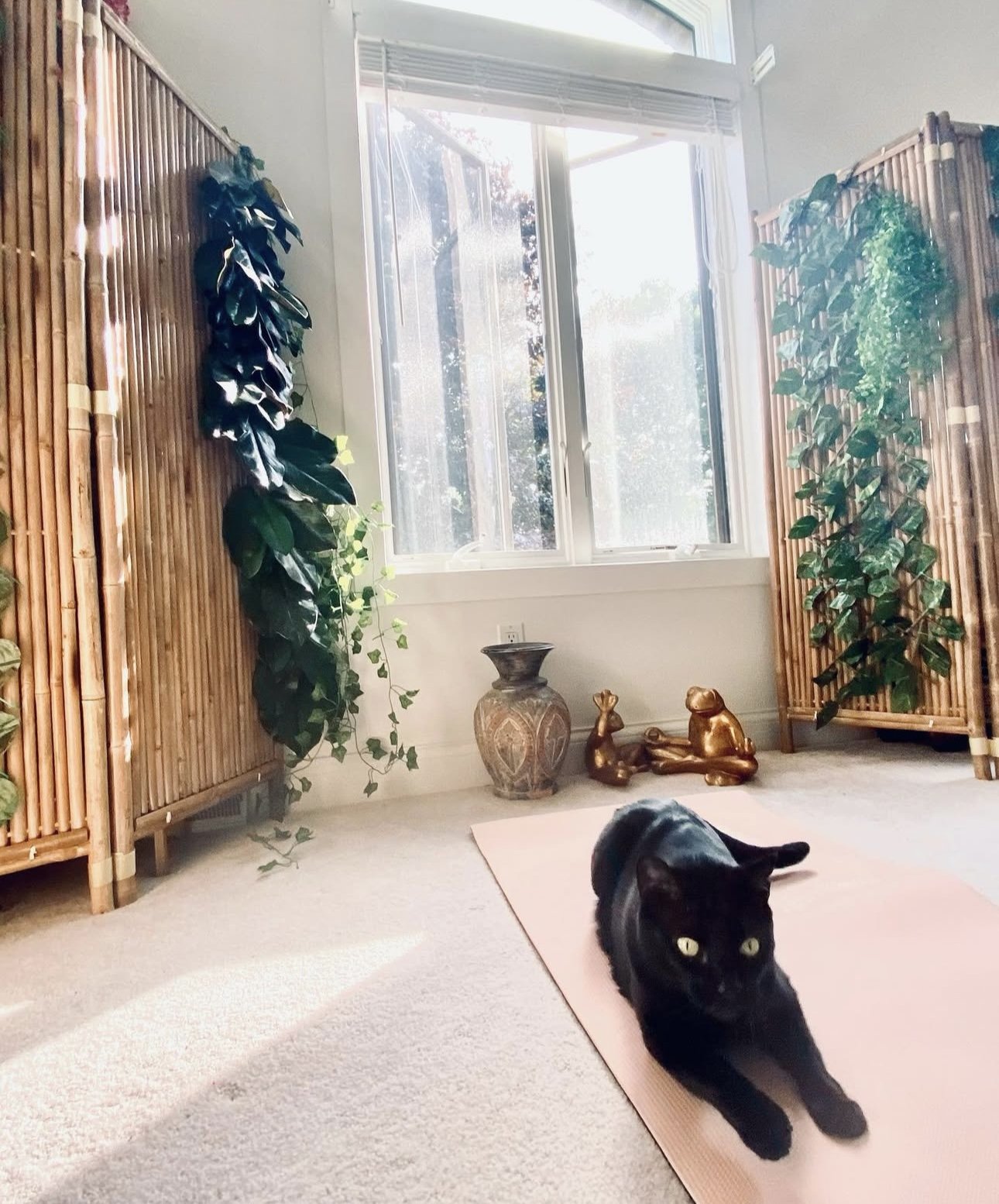 A black cat lying on a pink yoga mat in a cozy room with bamboo furniture, large green plants, decorative sculptures, and a large window with sunlight streaming in.